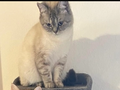 Murmel - Am Rebhag, Oberkirch