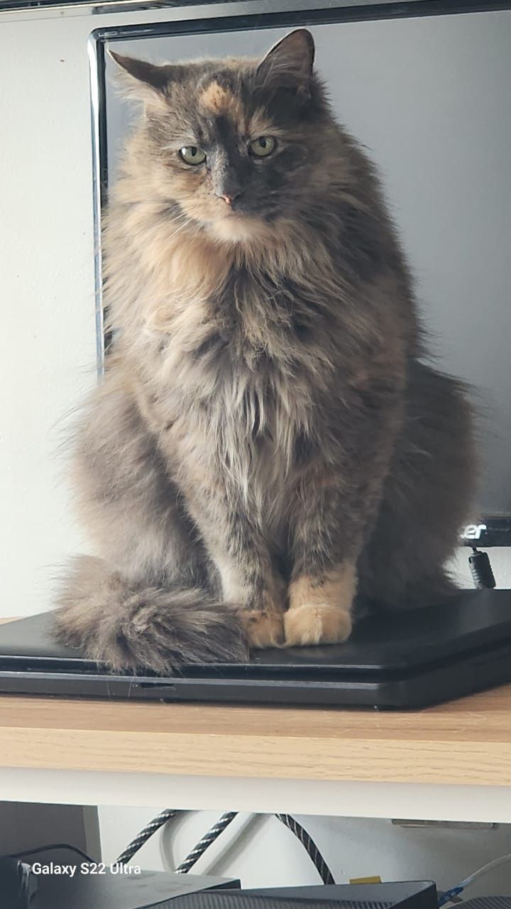 Marchie - Southampton Road, Dundee