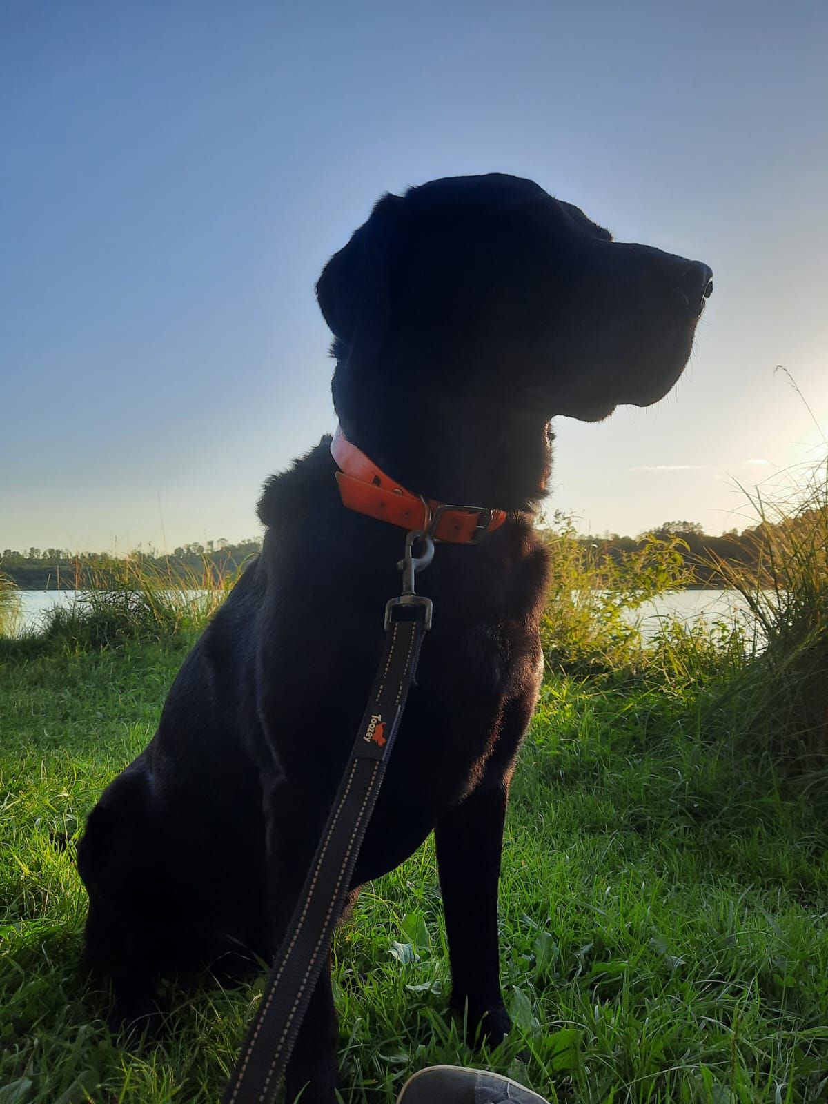 Roots - Sentier Des Pannerettes, Bois-le-Roi