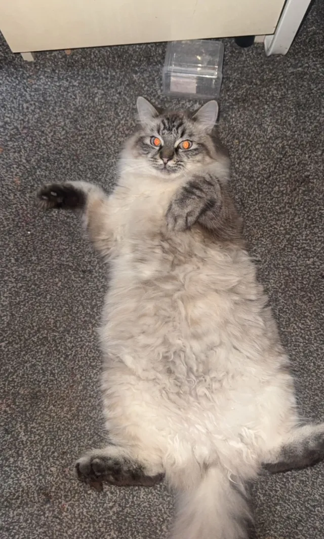 Milo - Agnew Road, Manchester