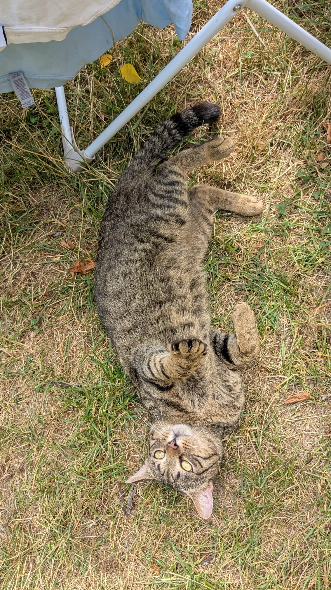 Niro  - Dinkelsbühler Straße, Langfurth