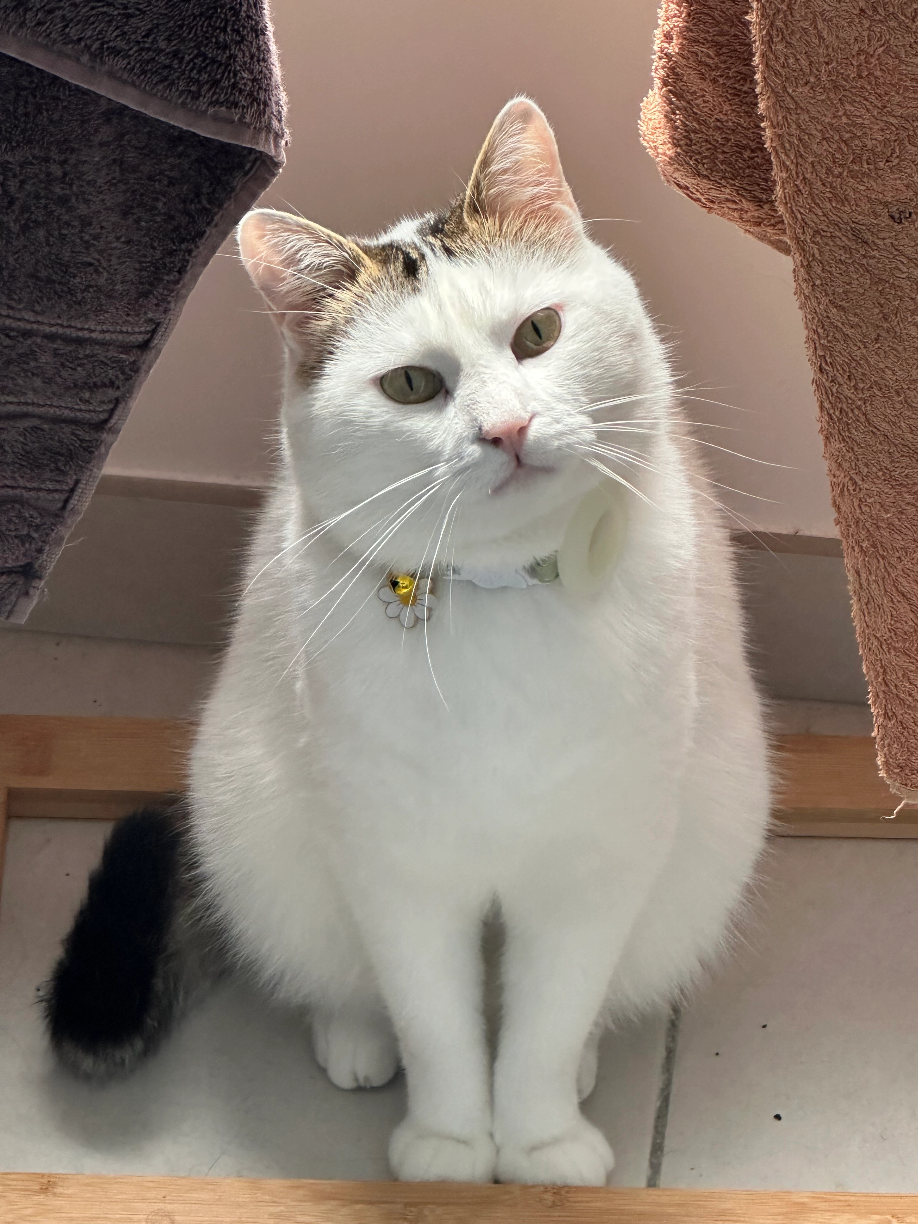 Toupy - Mail Des Prés, Angers