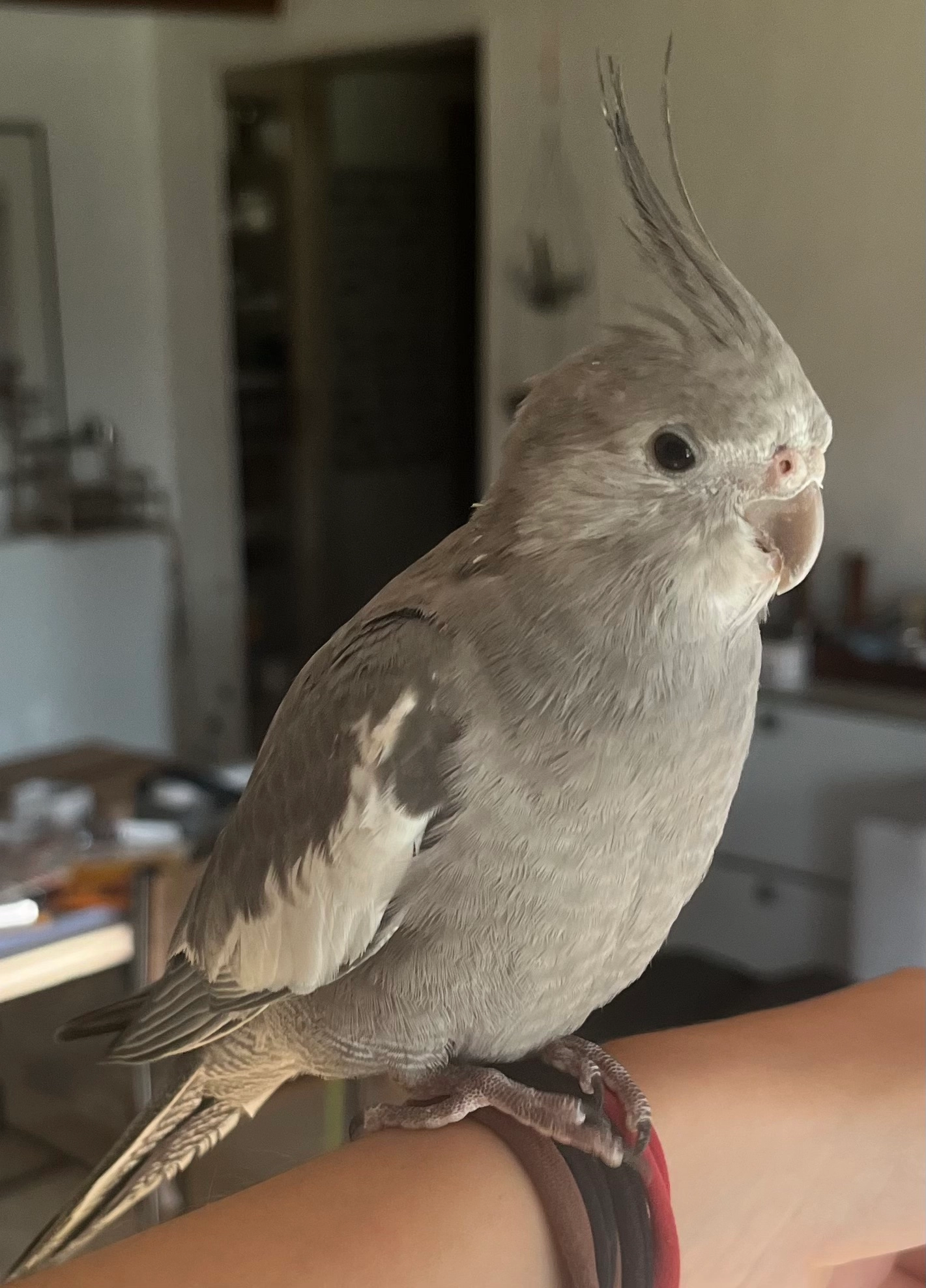 Belem - 9 Rue des Retus, Le Planois