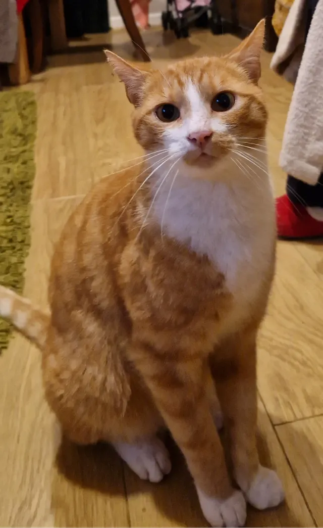 Biscuit - 141 Linden Road, Gloucester