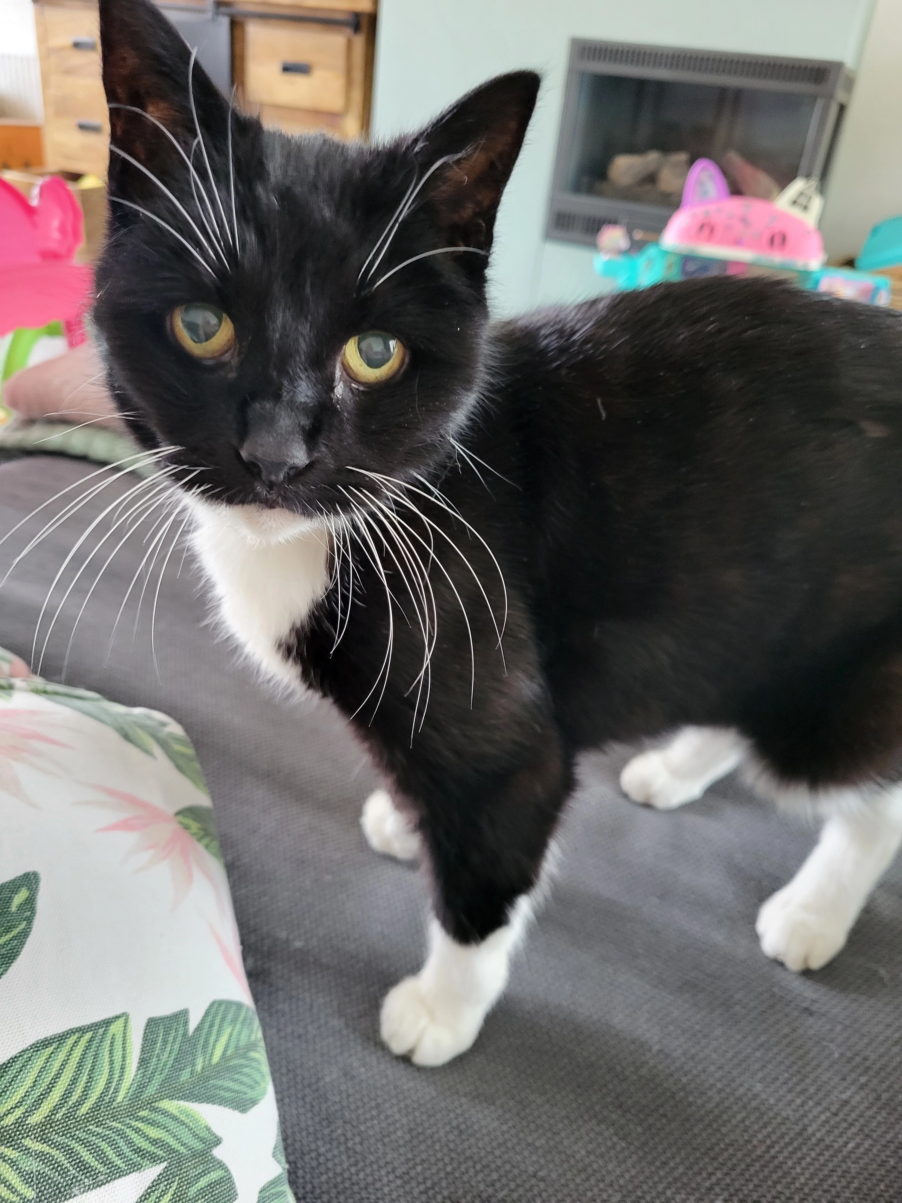 Moppie - Esdoornstraat, Schagen