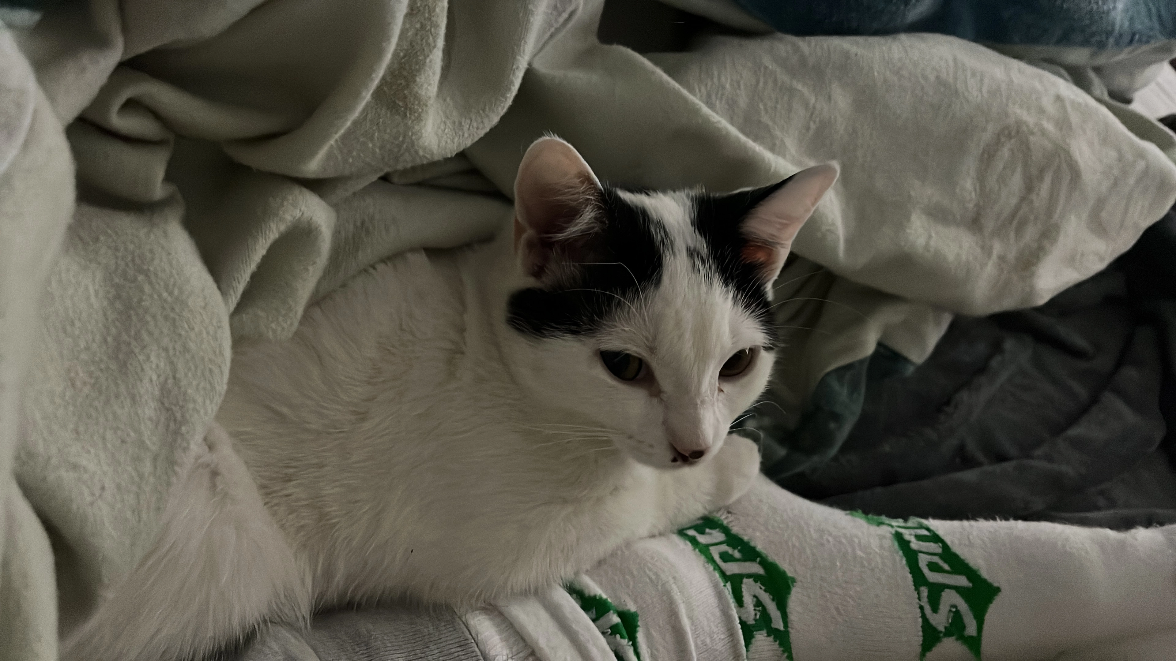 Silvester - Sophie-Scholl-Ring, Baar-Ebenhausen