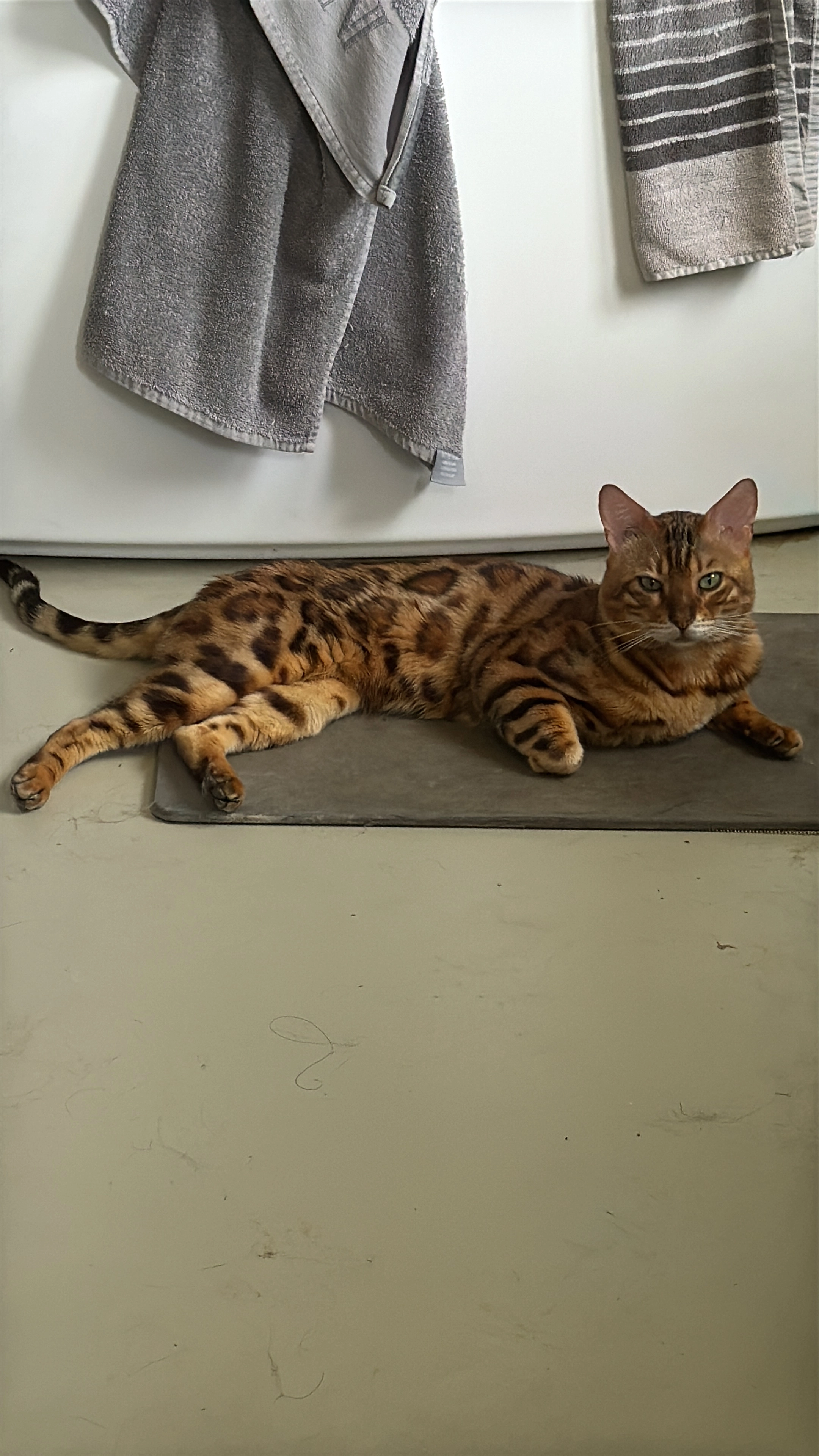 Missing Cat - Chemin de la Praille 5, Martigny