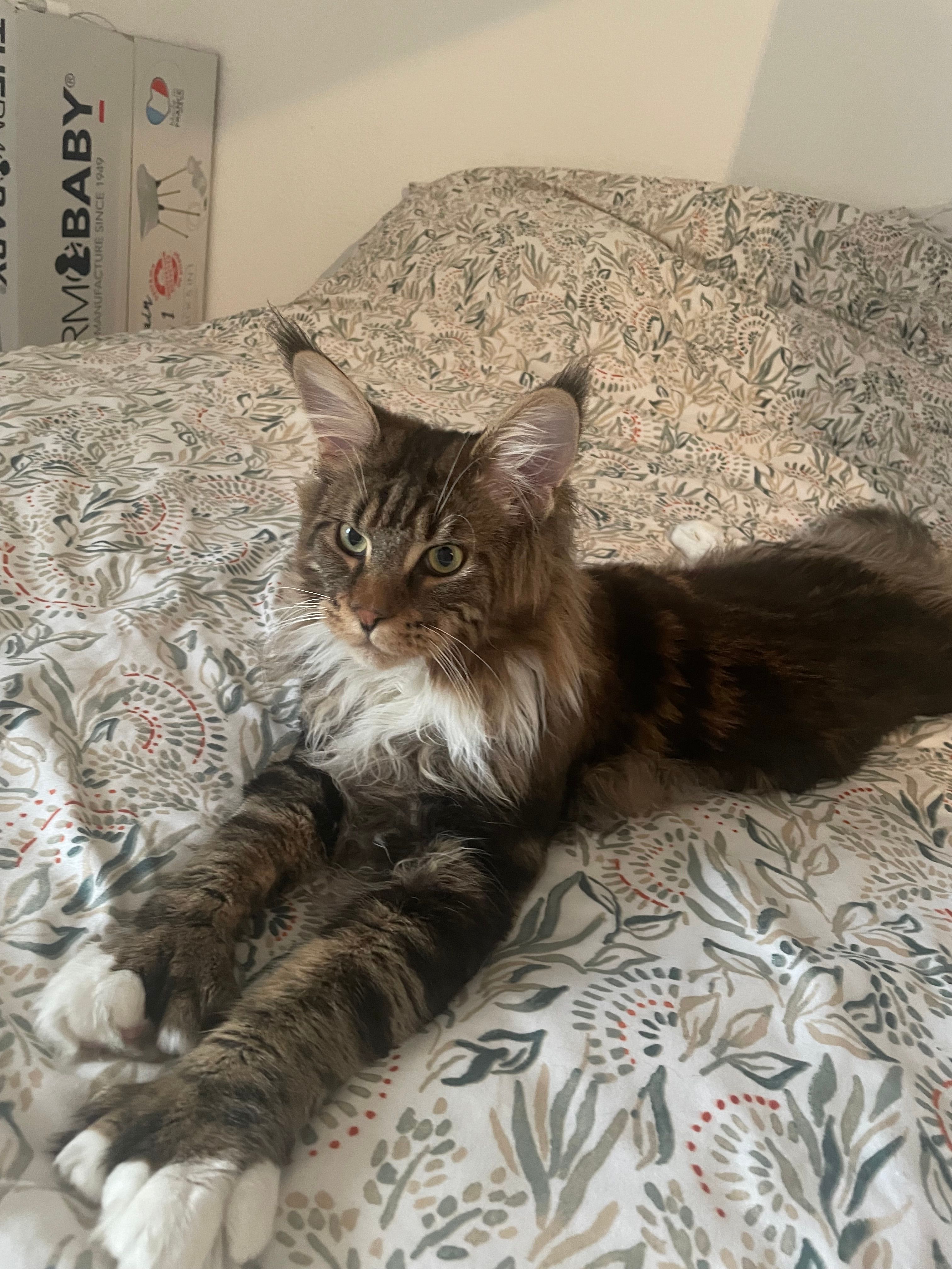 Tokyo - 50, Aït Ouallal