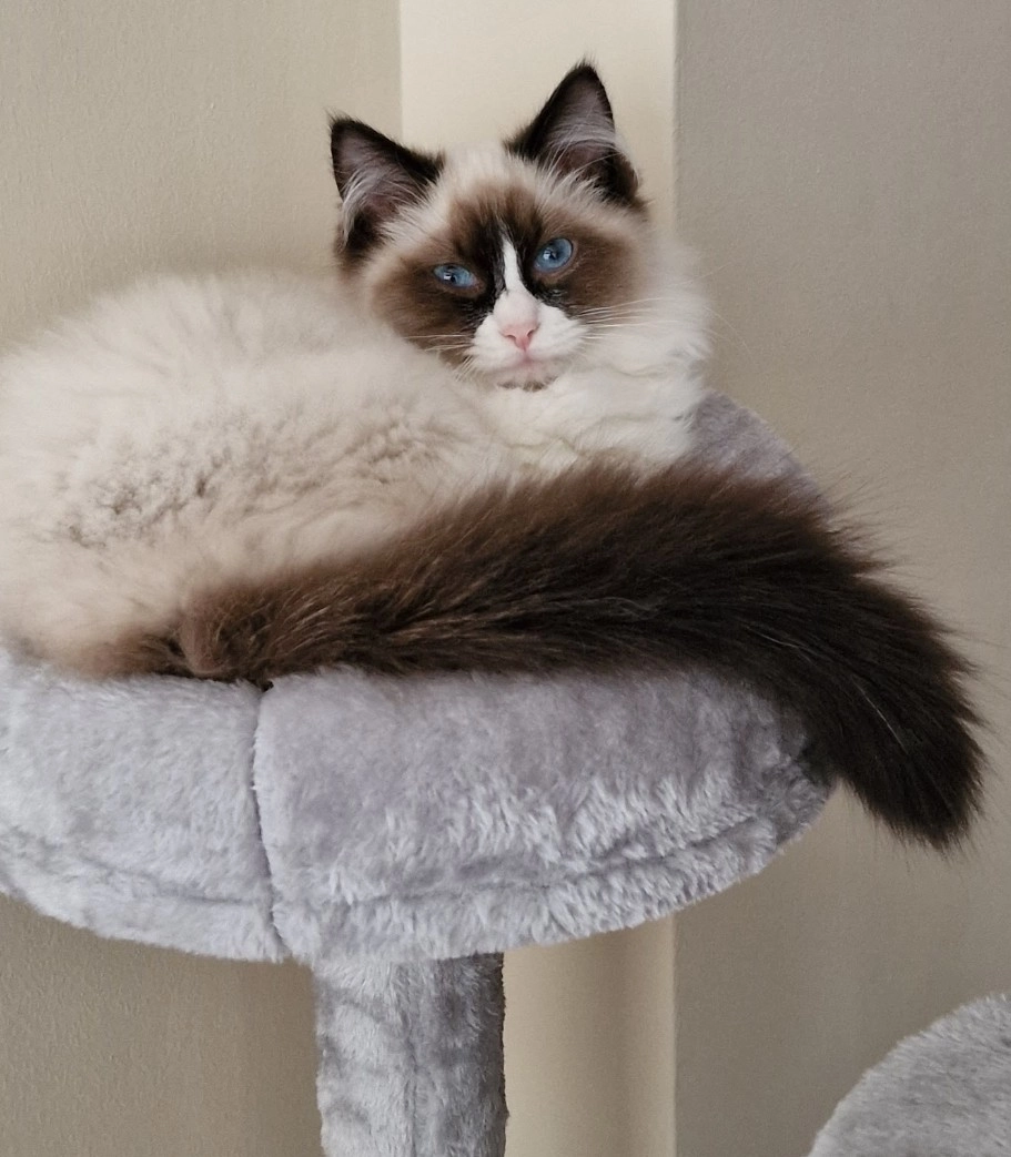 Simba - Emerson Avenue, Middlesbrough