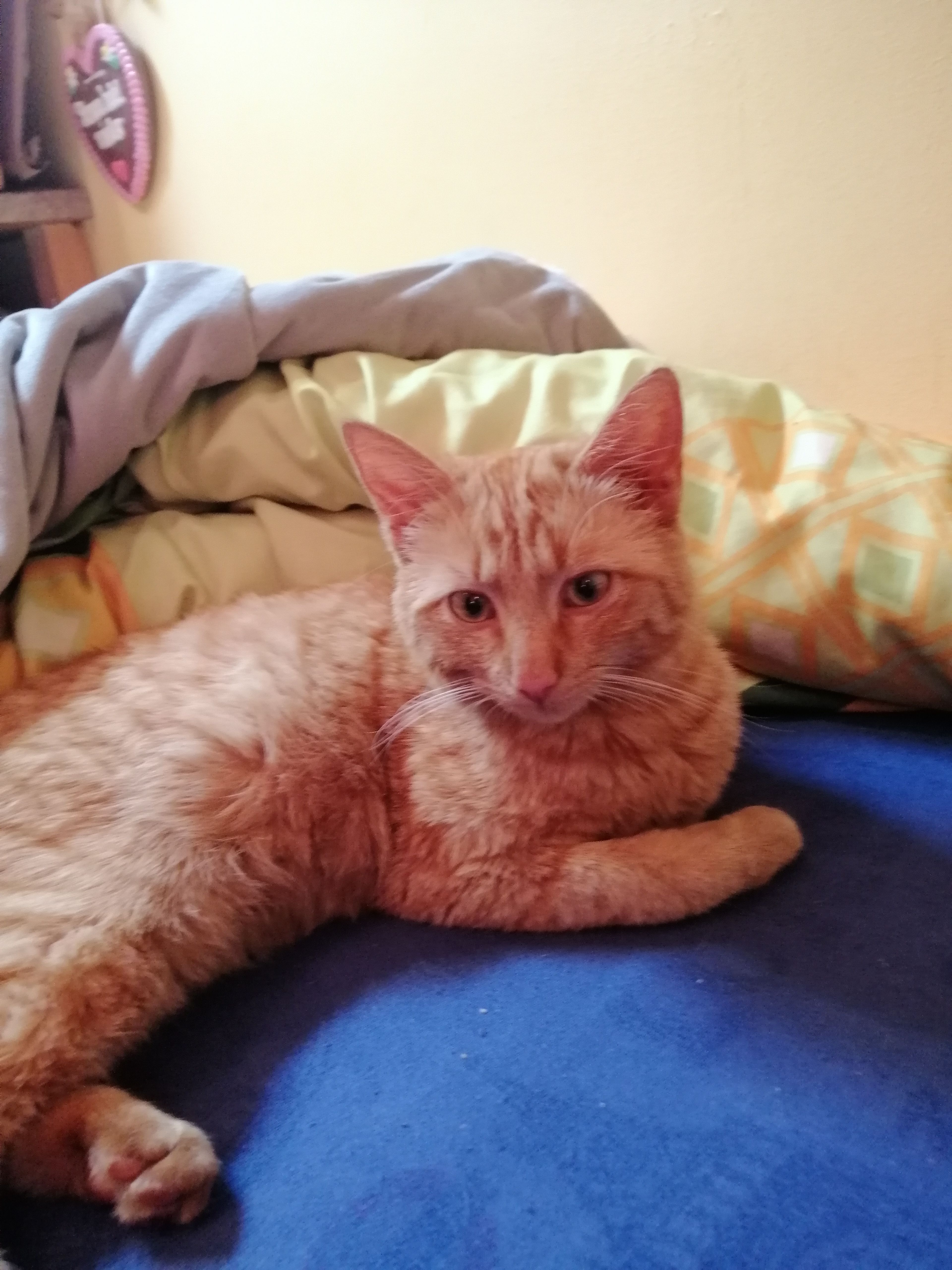 Simba - Großendorf, Ried im Traunkreis