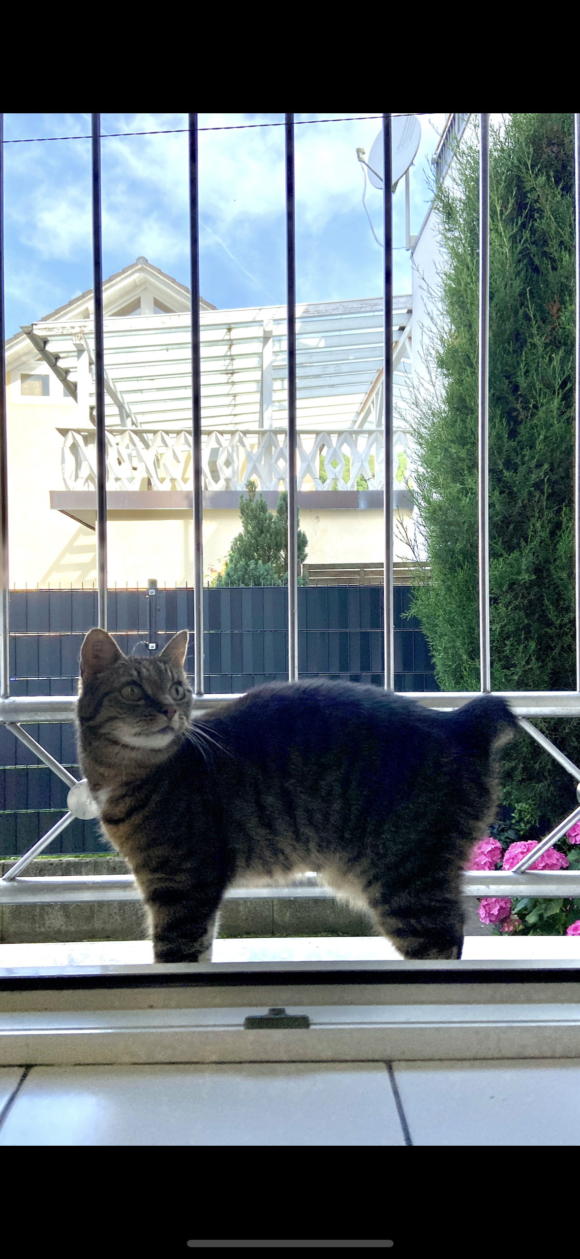 July / hört auf den Namen Mietzi - Am Dorfplatz, Freigericht