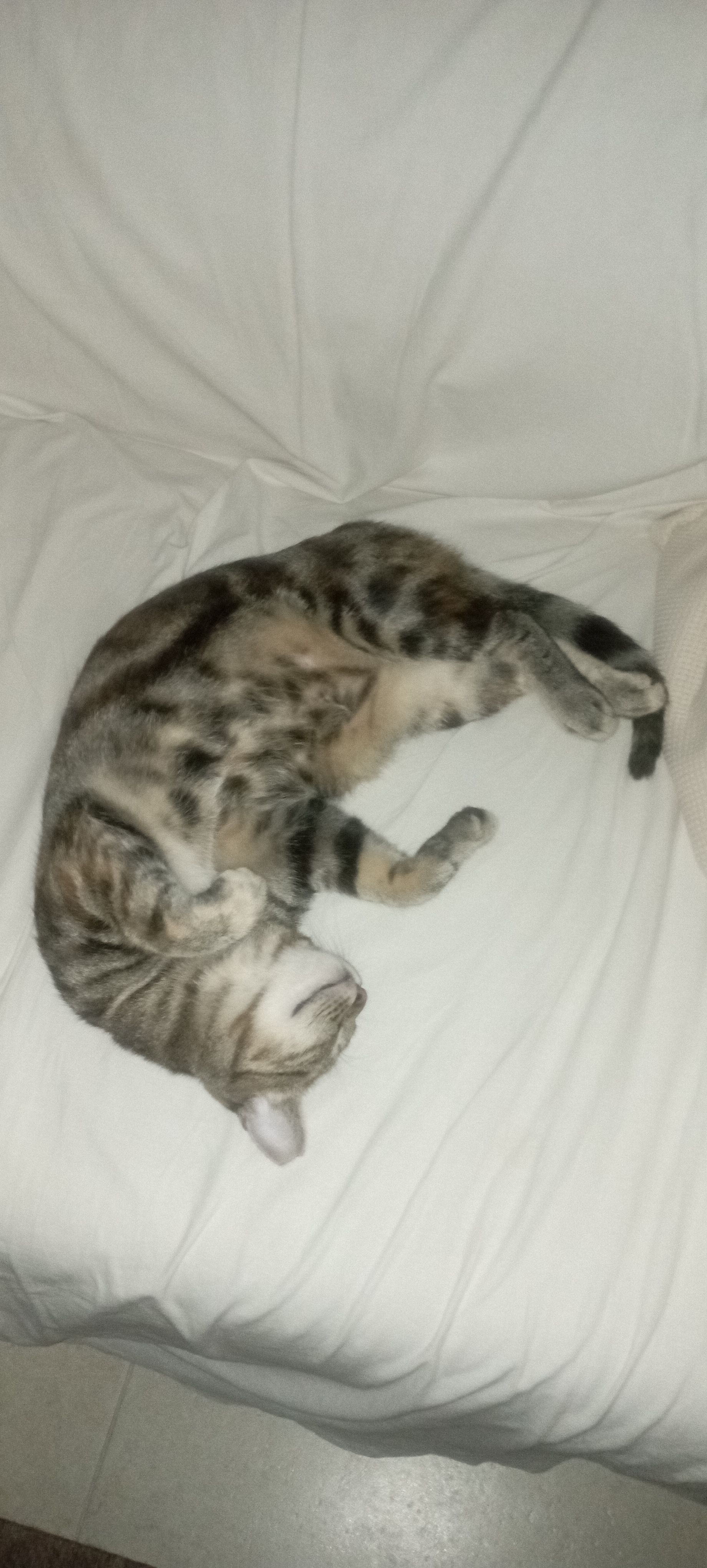 Missing Cat - Μακεδονομάχου Λιόντα, Panorama