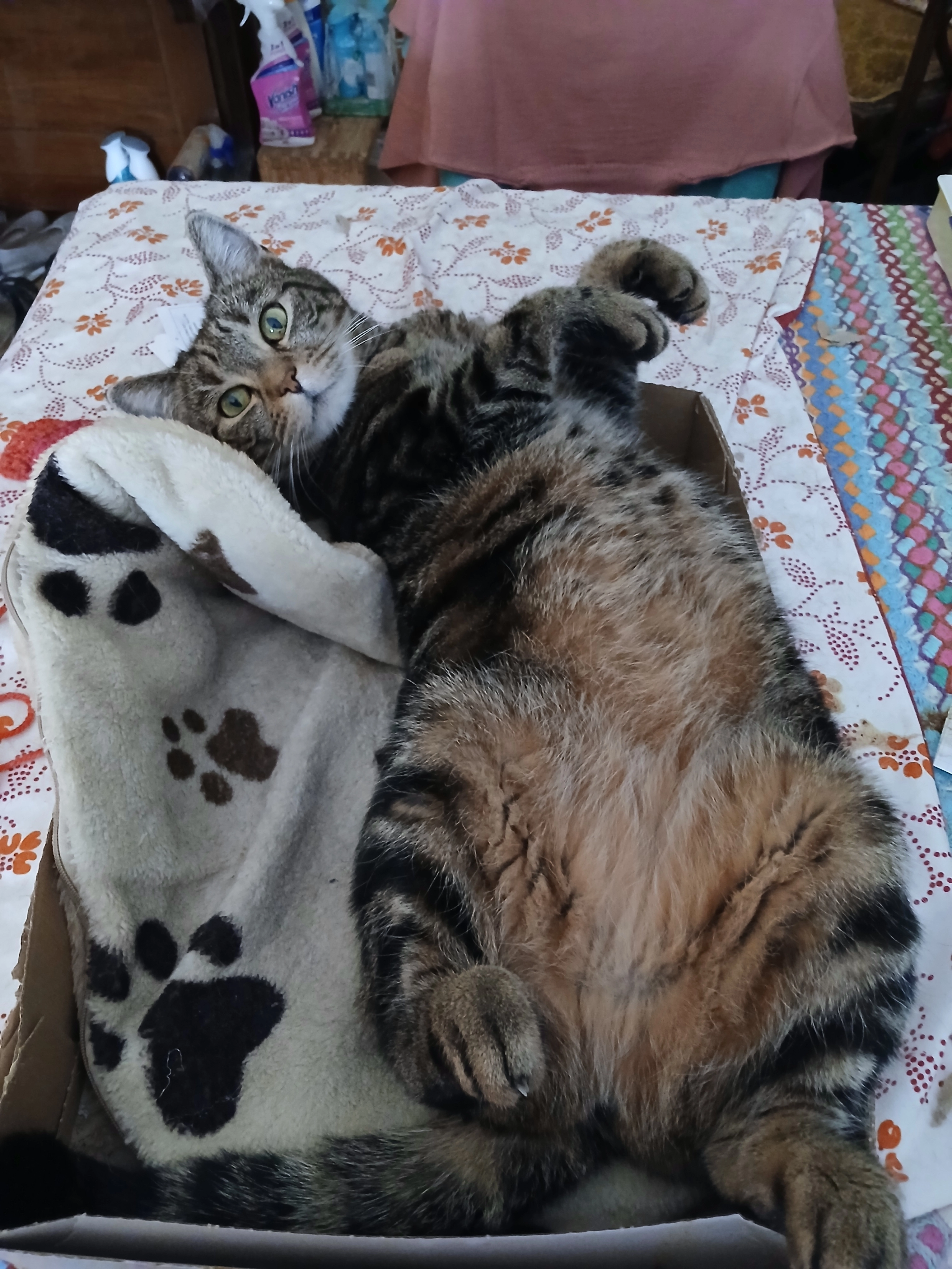 Soffi - Gottfriedgasse, Wiener Neustadt