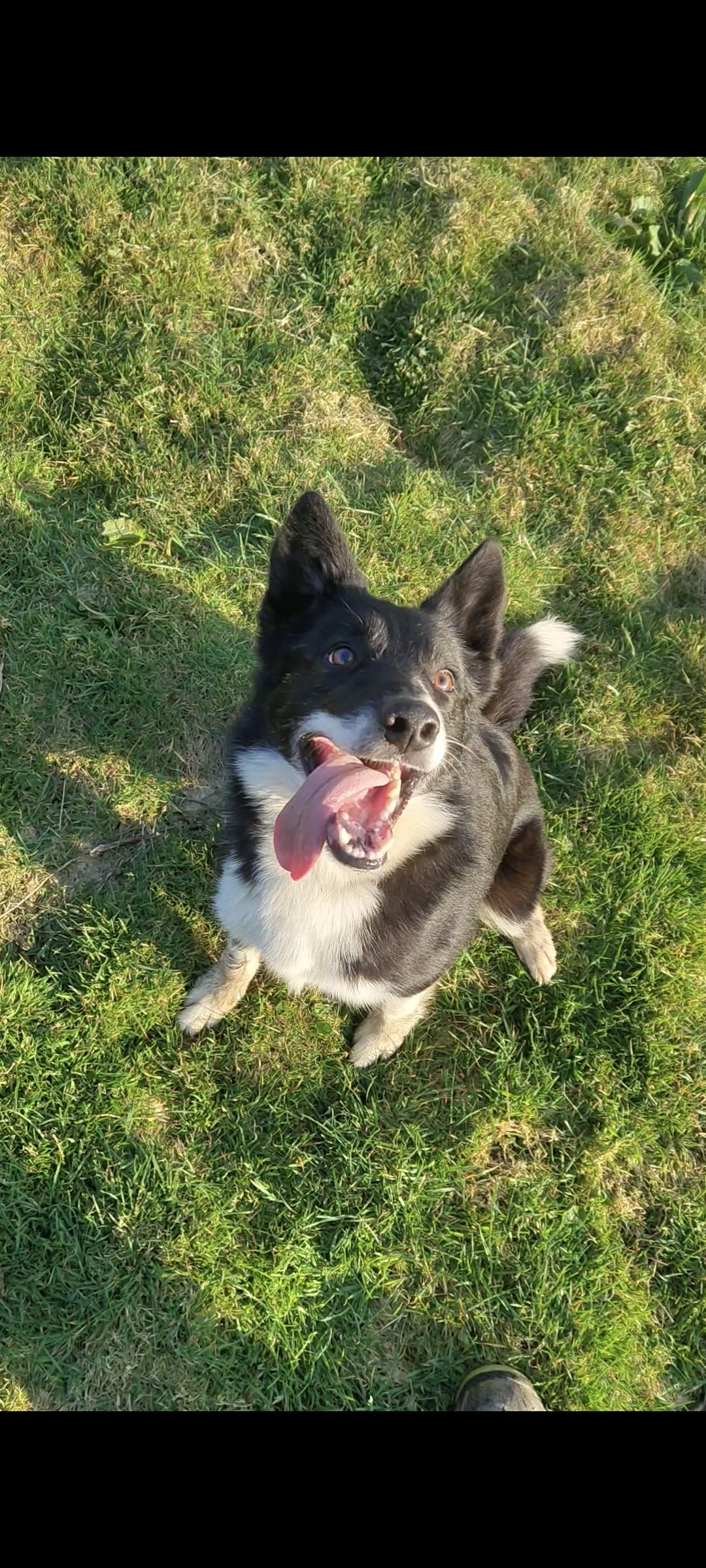 Joker - The Terrace, Clynderwen