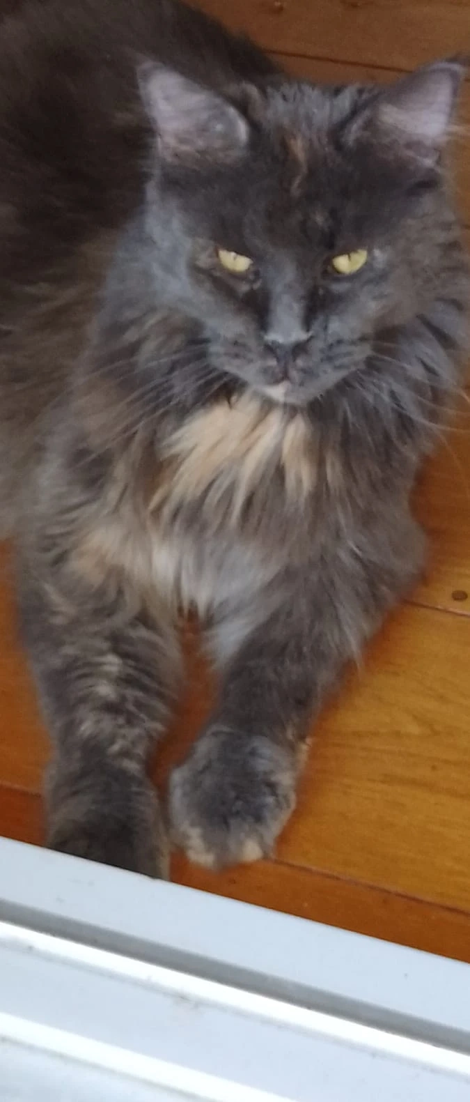 Gilda - Via dei Servi, Firenze