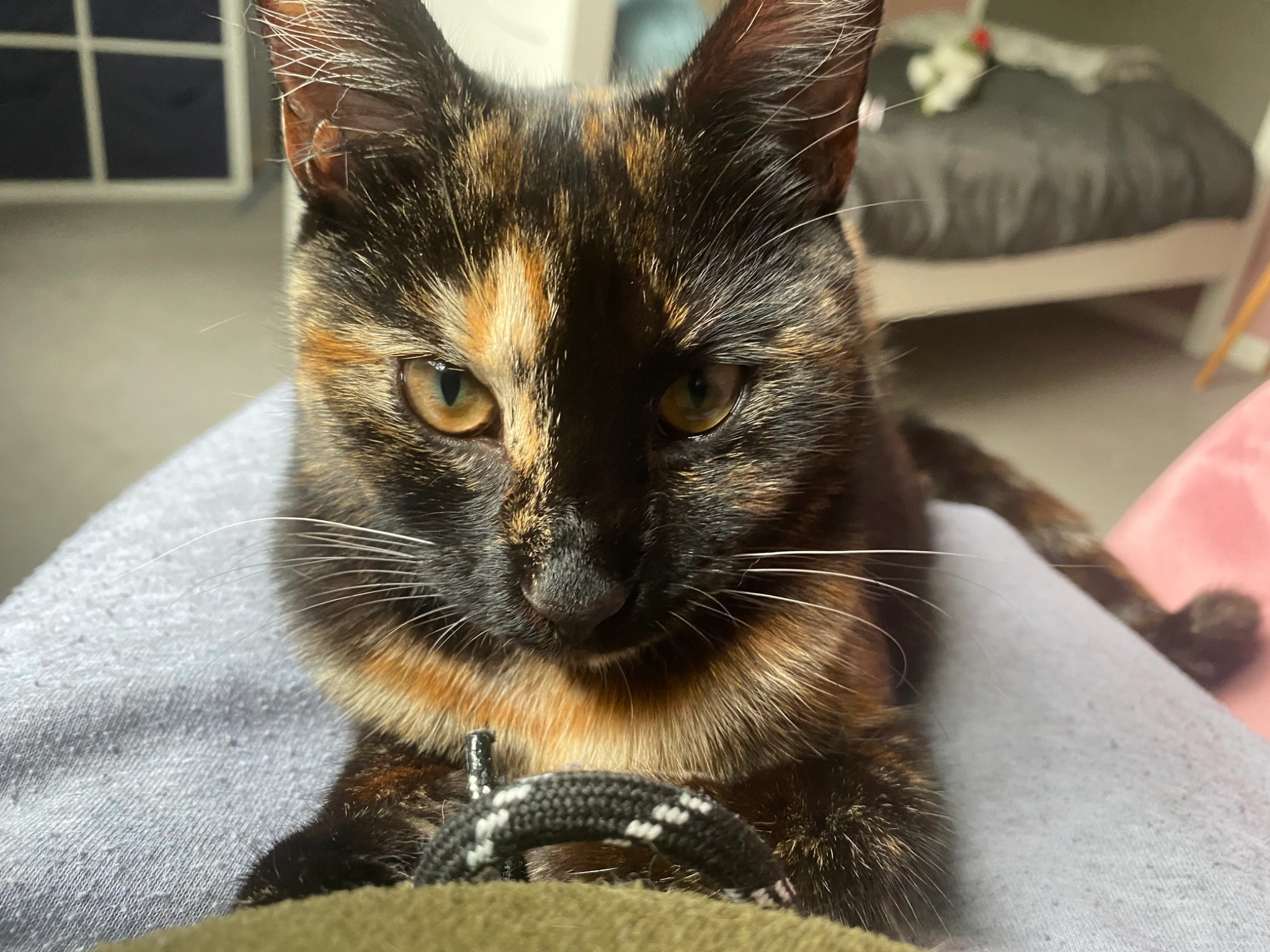 Arlo - RH1 3, Redhill