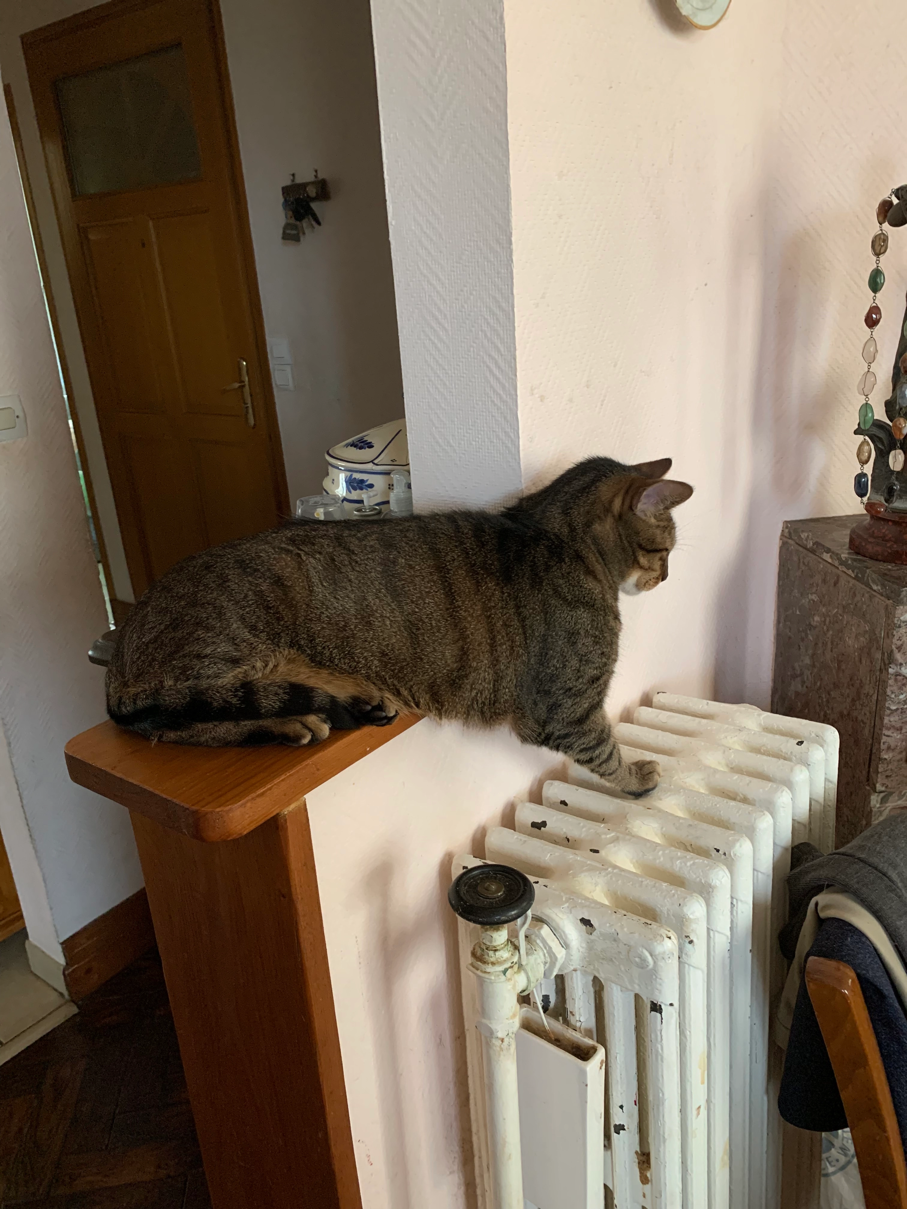 Simba - 39 Rue Maria Chapdelaine, Brest