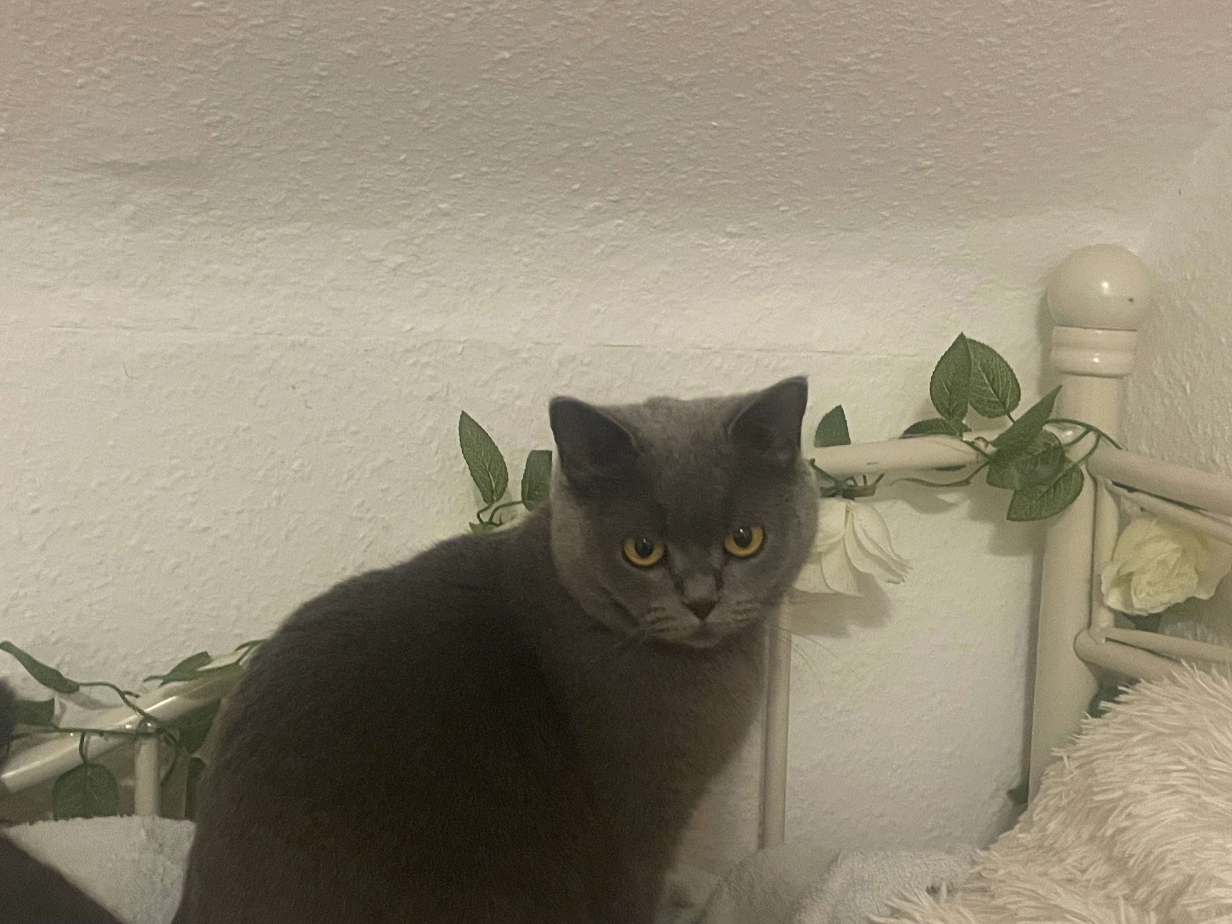 Luna - Niederstraße, Krefeld