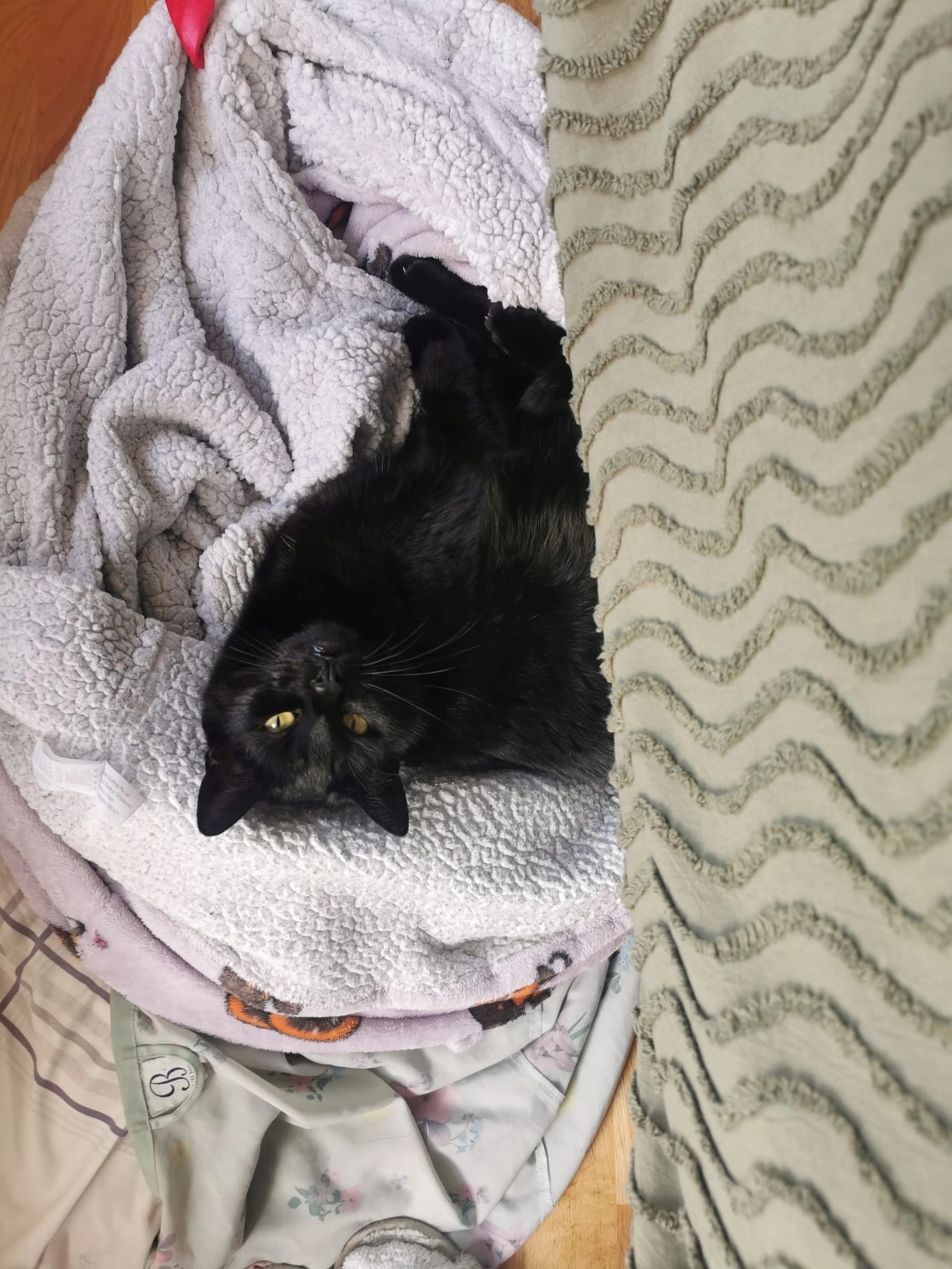 Spooky  - Firmount, Belfast