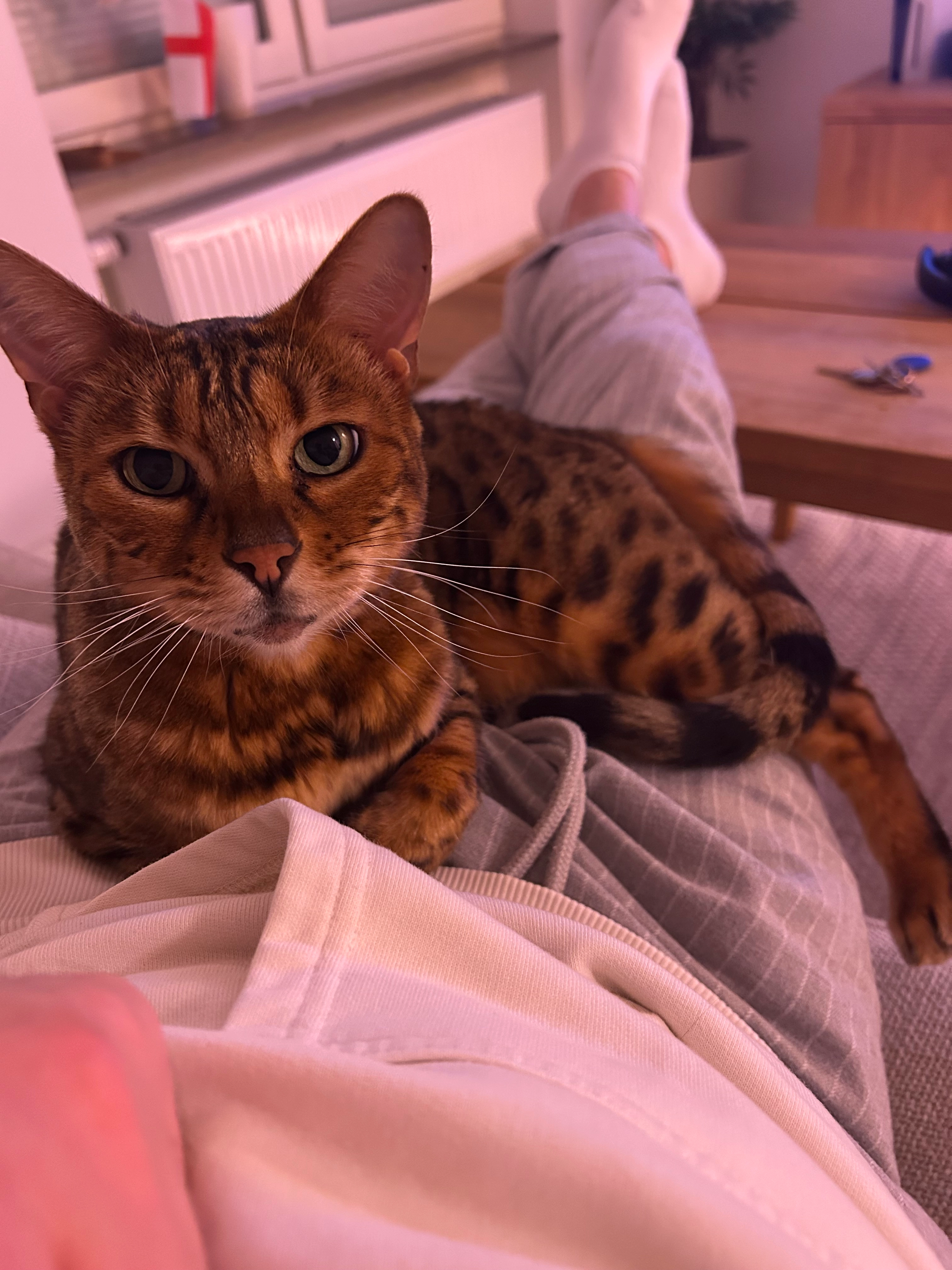 Miksi - Citadellsvägen, Malmö