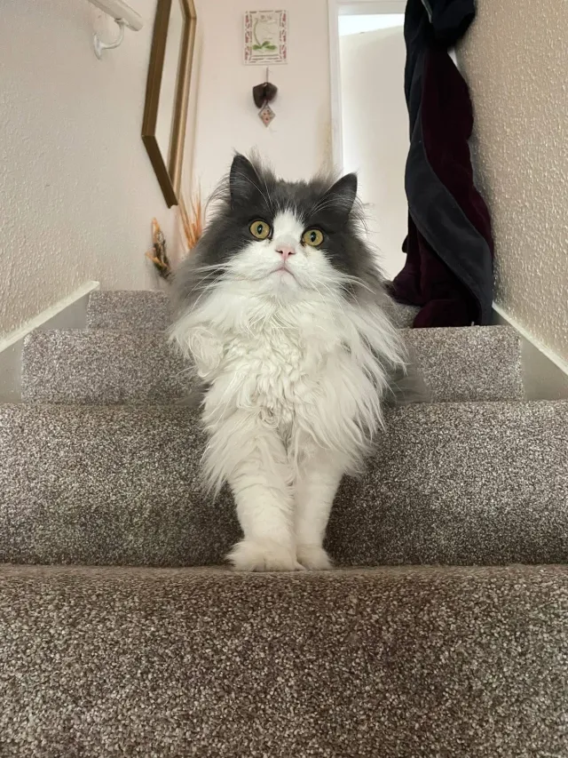 Wolfie - Miller Close, Pinner