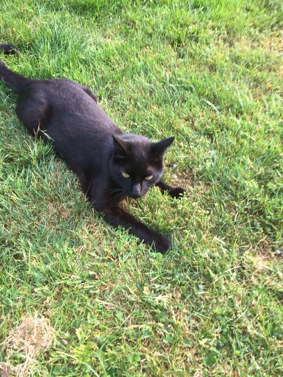 Mohrli  - Ferner Weg, Tacherting