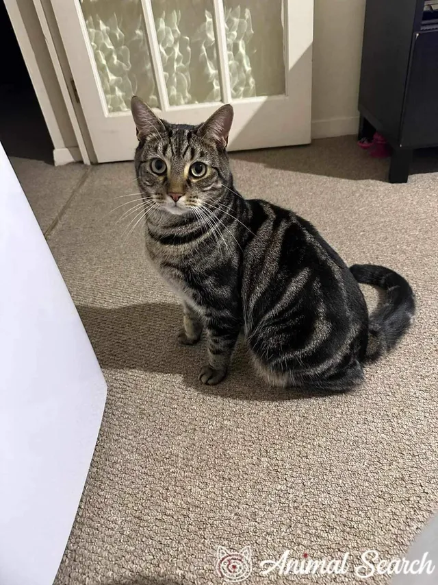 Tommy - KT15 2, Addlestone