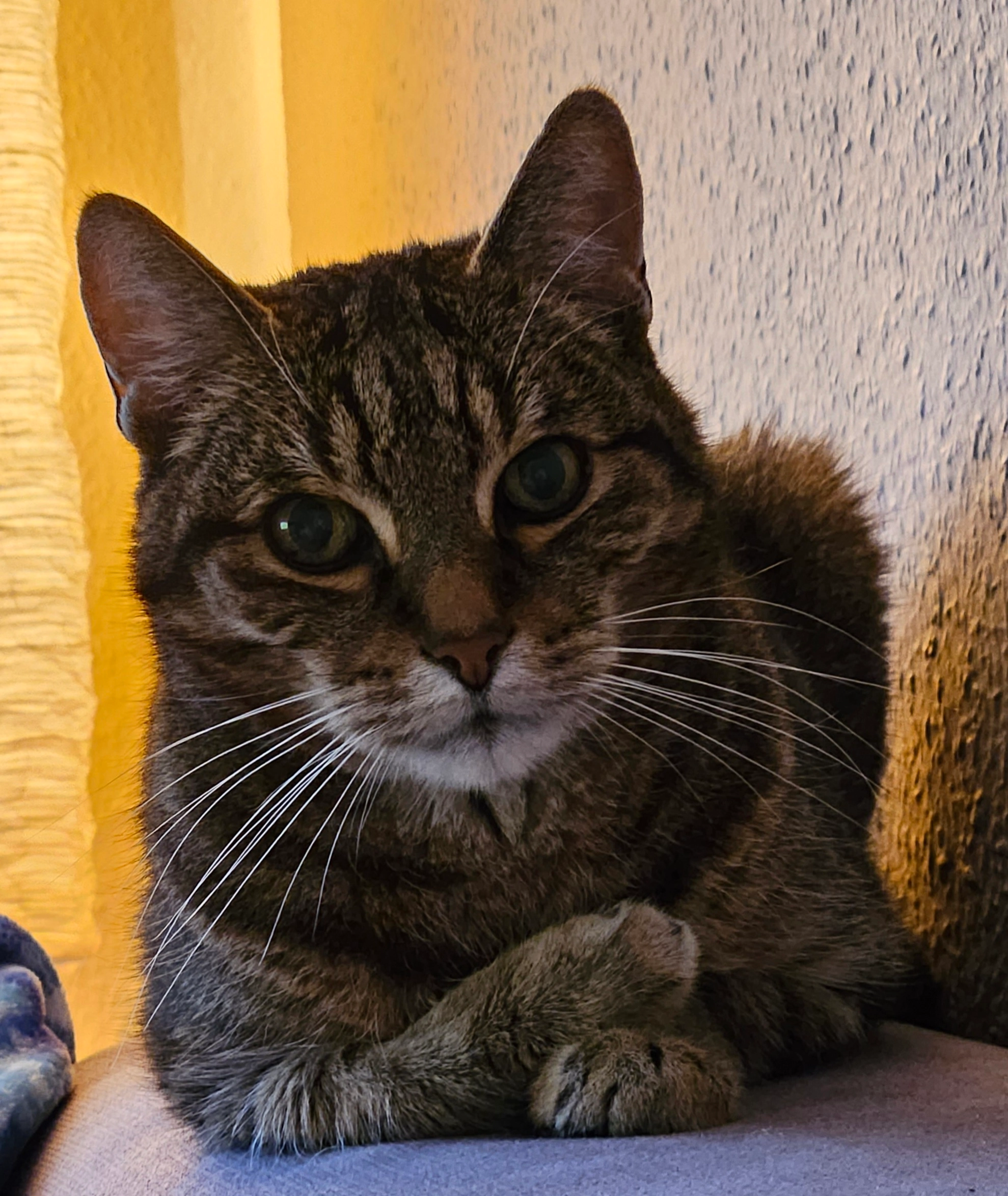 Dicki - Burgwall 1, Beelitz