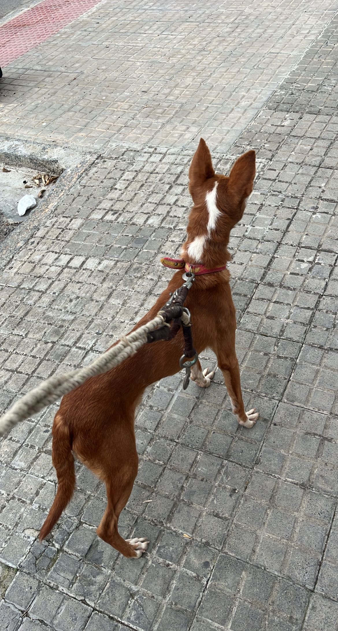 Terrón  - Calle del Jurado, Castro del Río