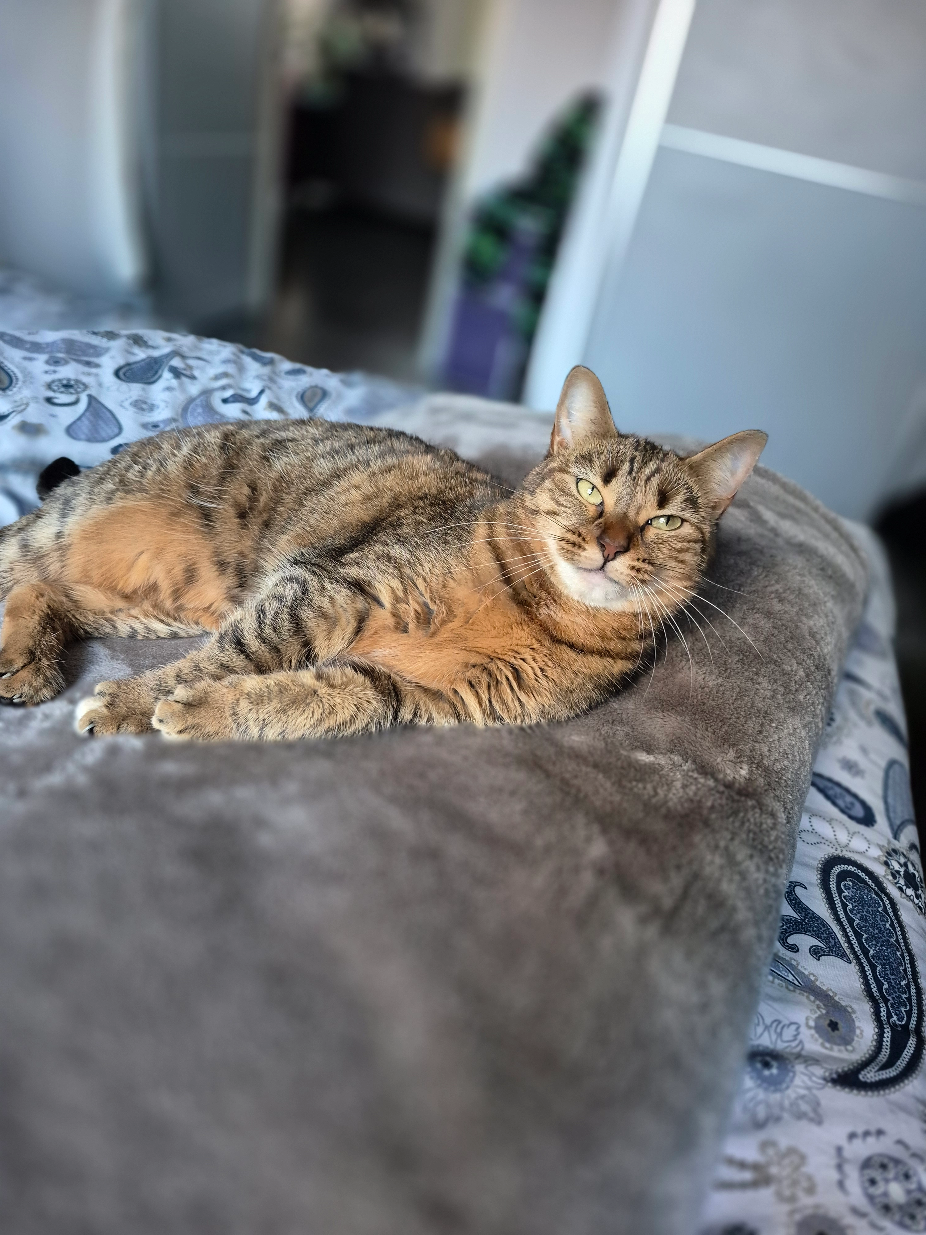 Asoka - 317 Route de la Maison Blanche, Viry