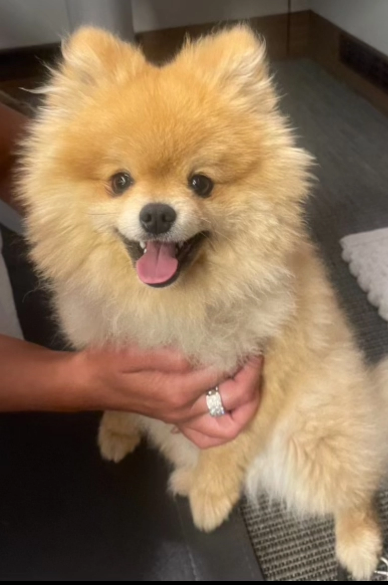 Petrus - 52 Rue Gabriel Péri, Bois-d'Arcy