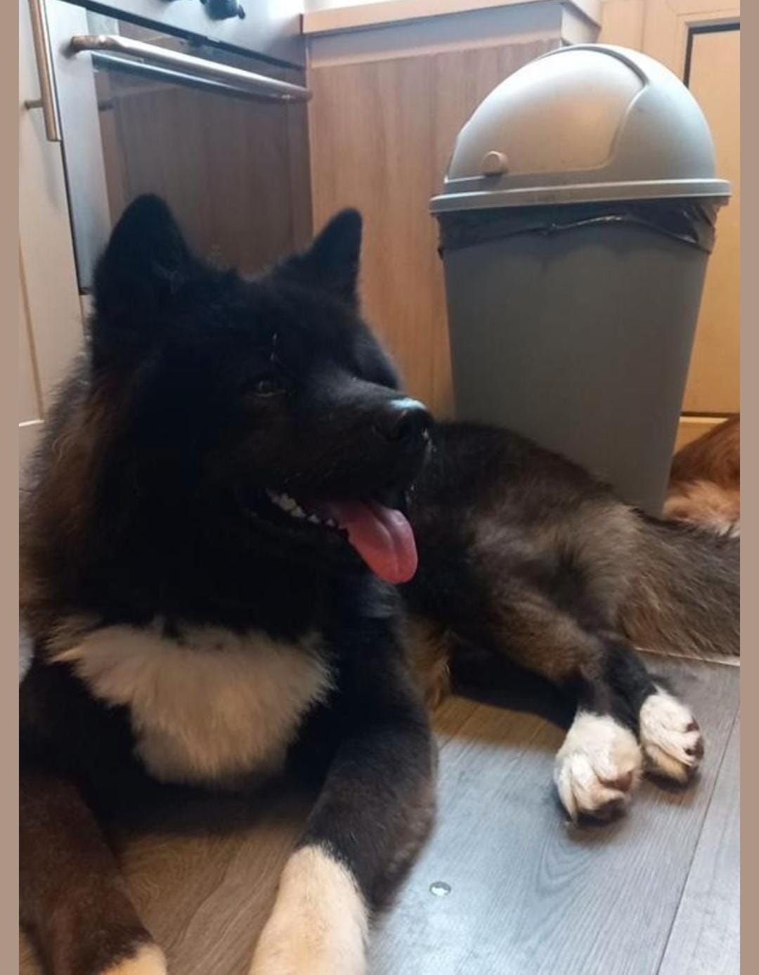 Beer - 2034, Haarlem