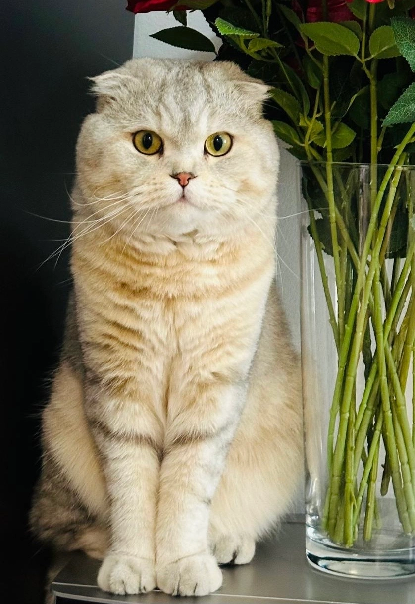 Micky - Georg-Hermann-Allee, Potsdam