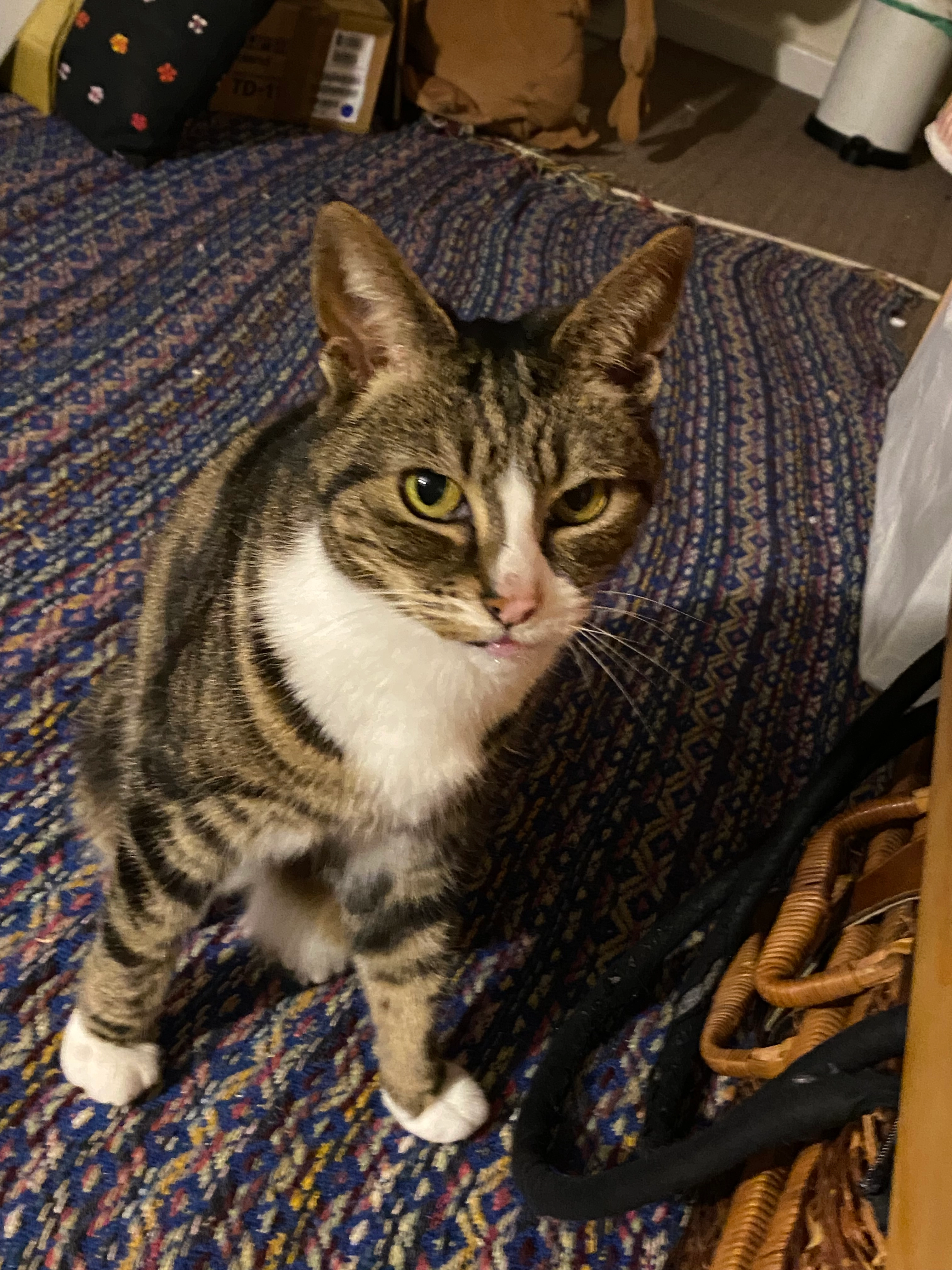 Sparrow - Causeway Terrace, Watchet