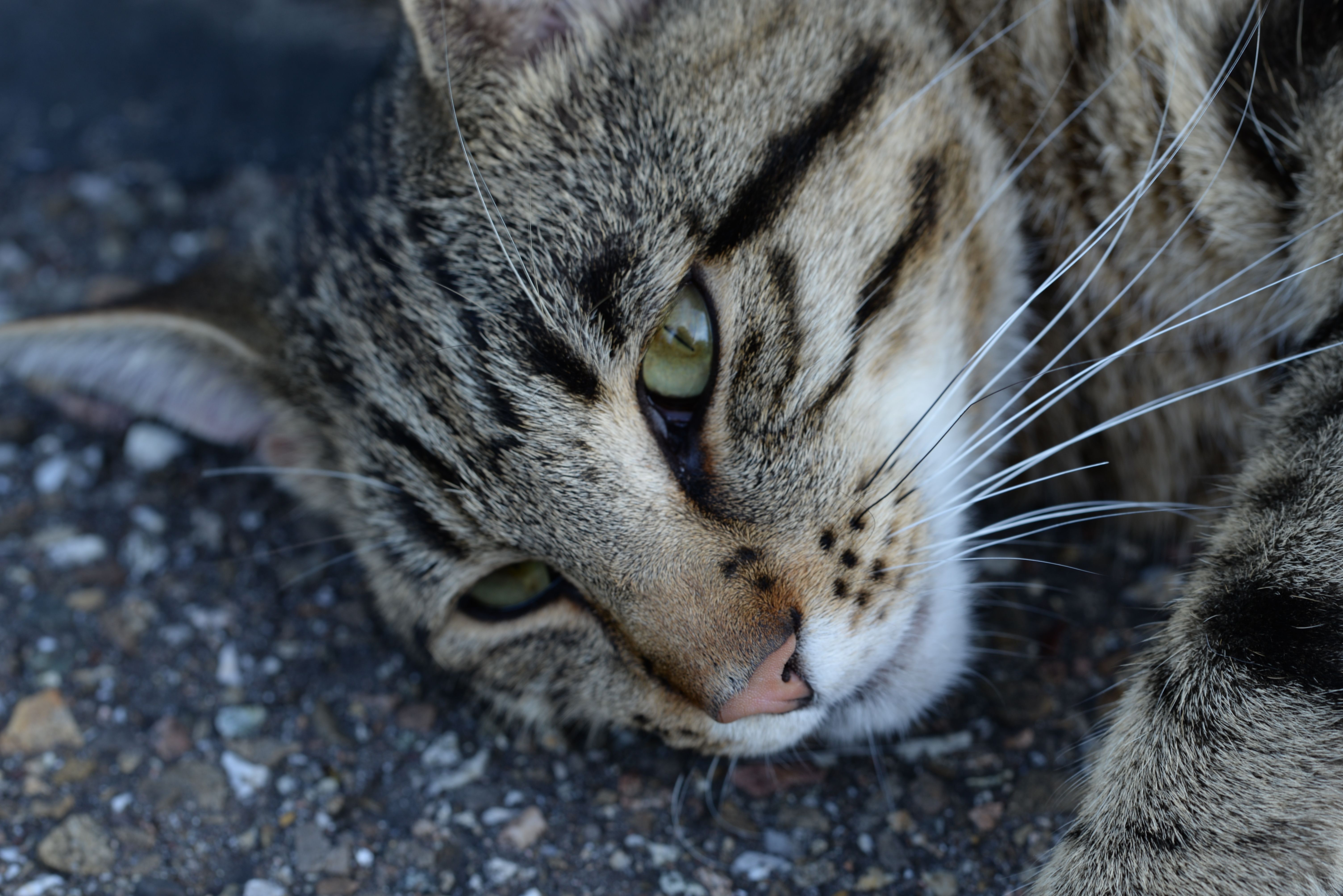 Moritz - Dorfstraße, Oberried