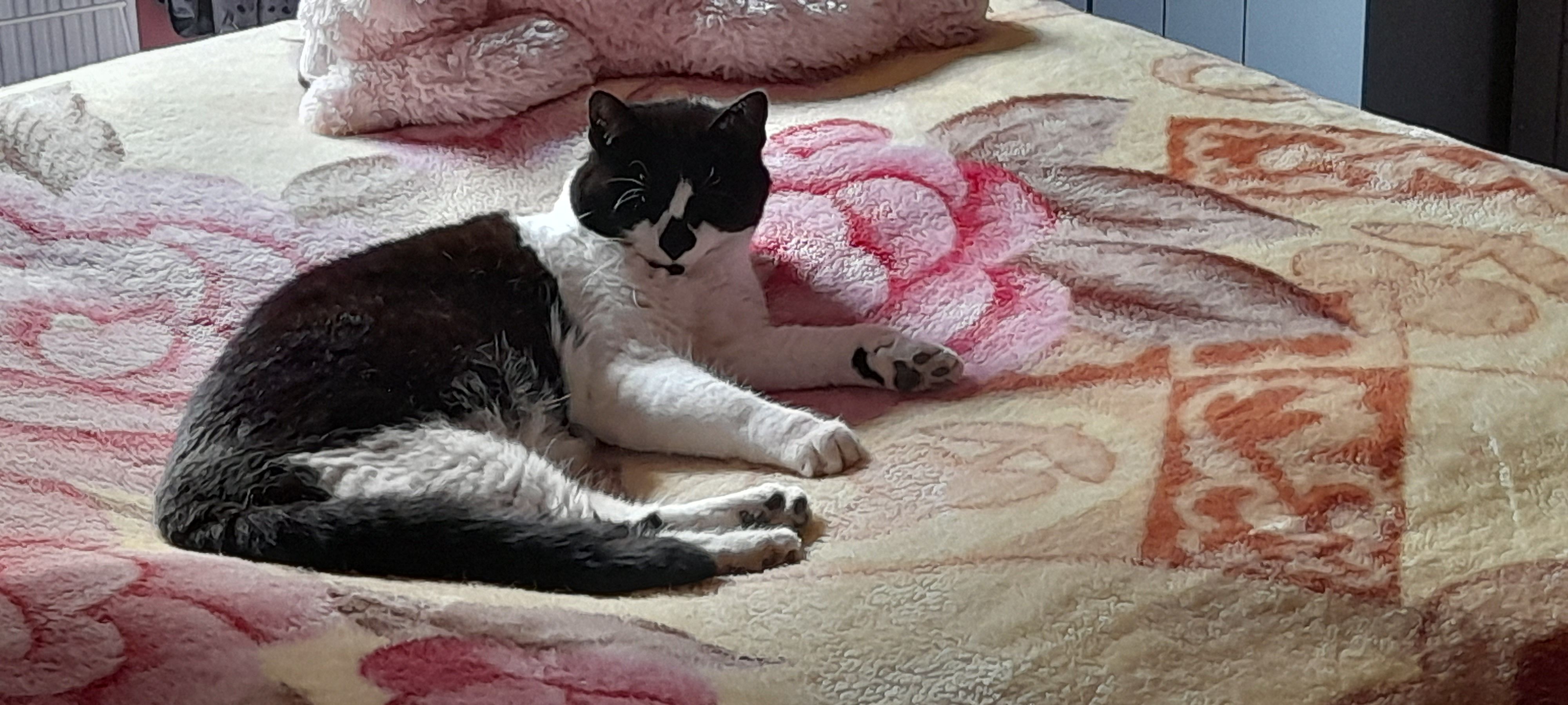 Molly  - The Stables, Kinross