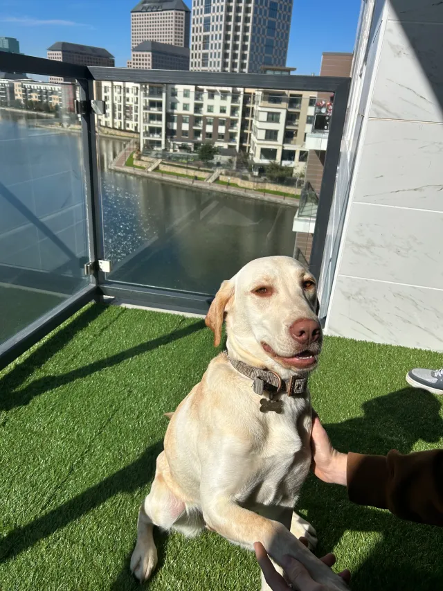 Canela - Alden Avenue, Dallas