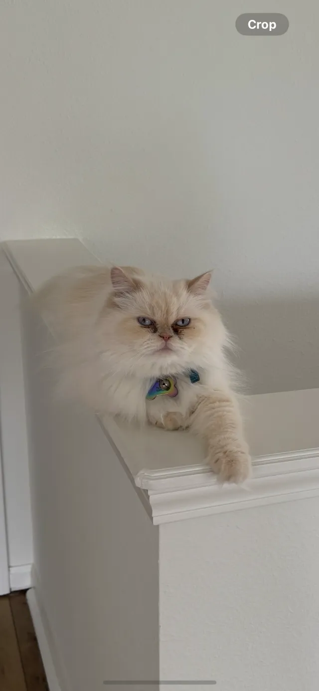 Fifi - 12082 Aldenham Blvd, Fishers