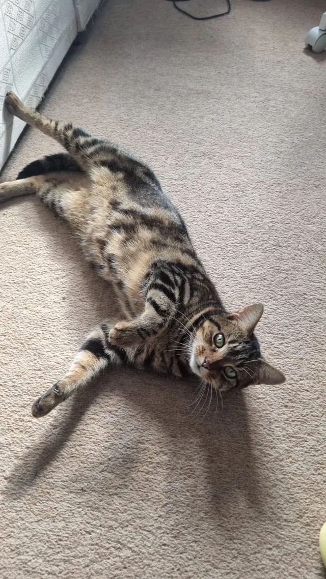 Smiky - Broxburn Drive, South Ockendon