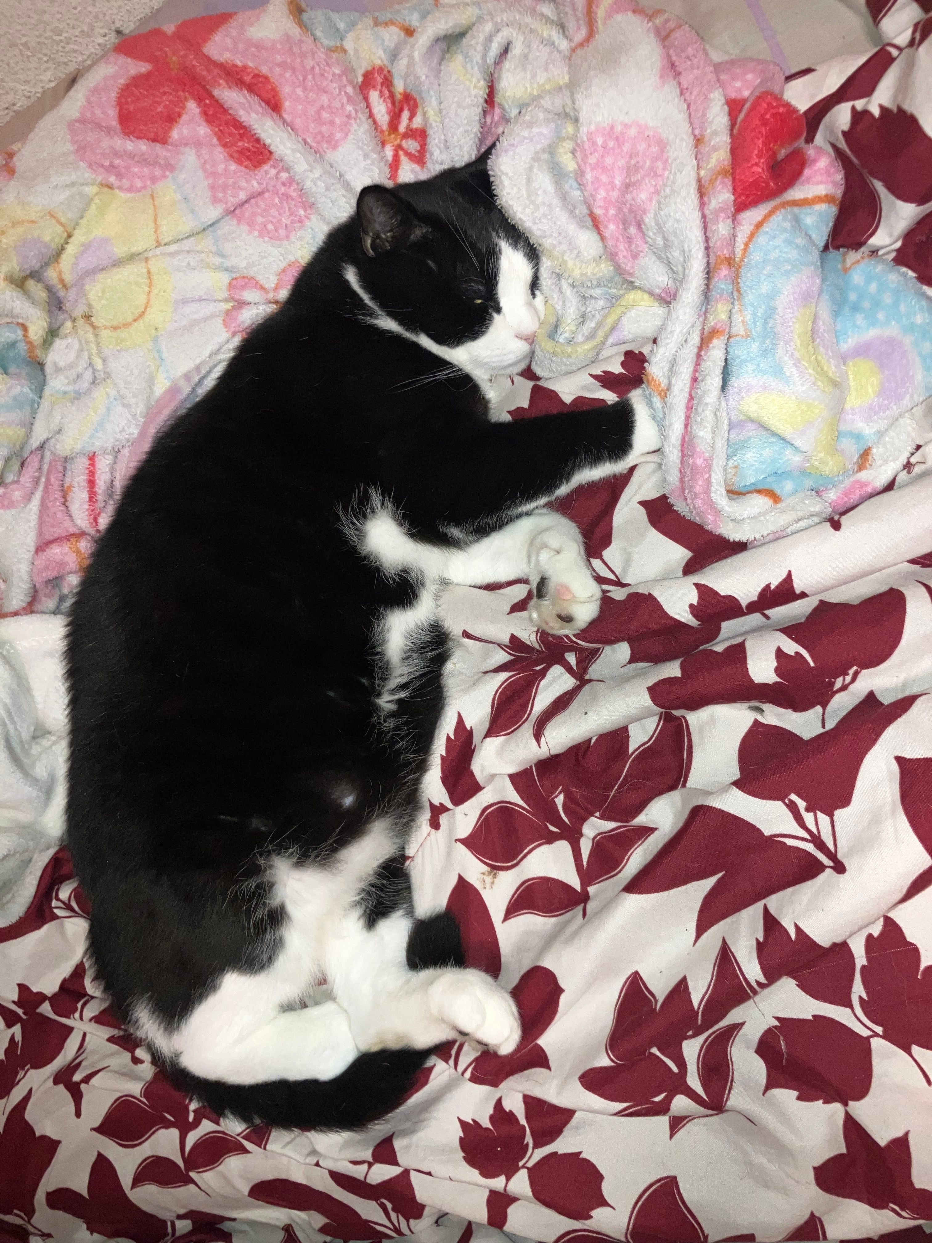 Venus - Calle de Santo Domingo 2, Petrer