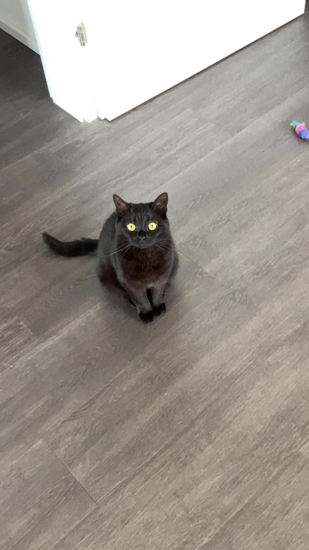 Nugget  - Hart, Feldkirchen in Kärnten