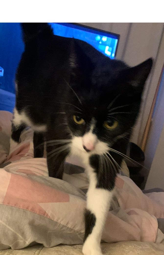 Casper  - Woodside, Usk