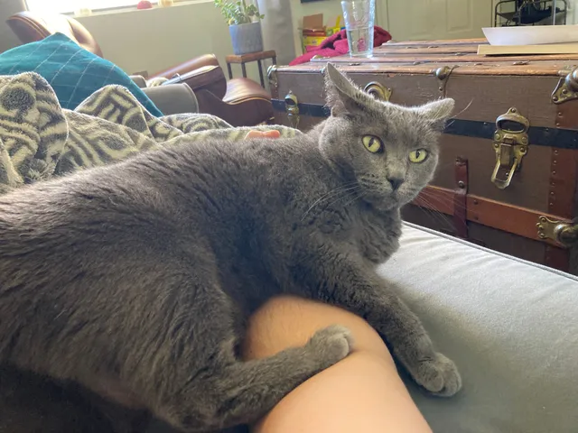 Freyja - 3038 Parkway Blvd, Kissimmee