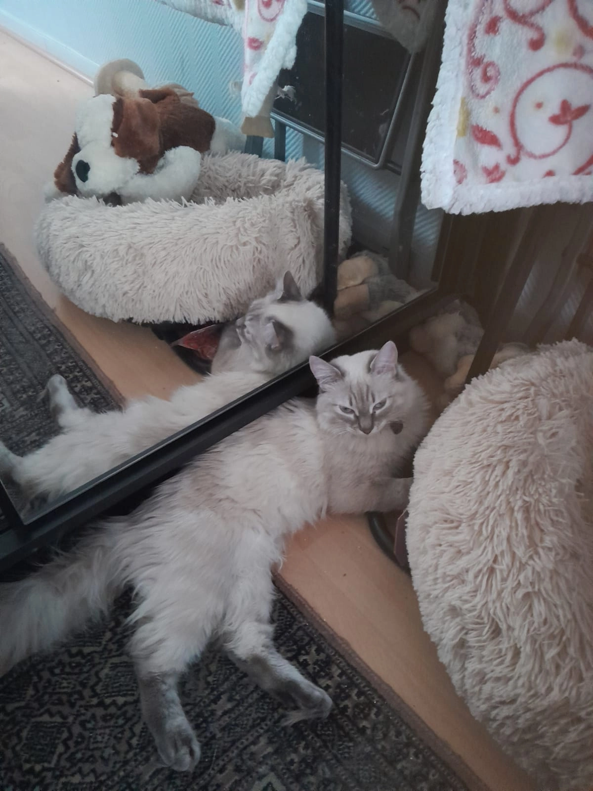 Princesse - 1 Rue des Phalènes, Cannes