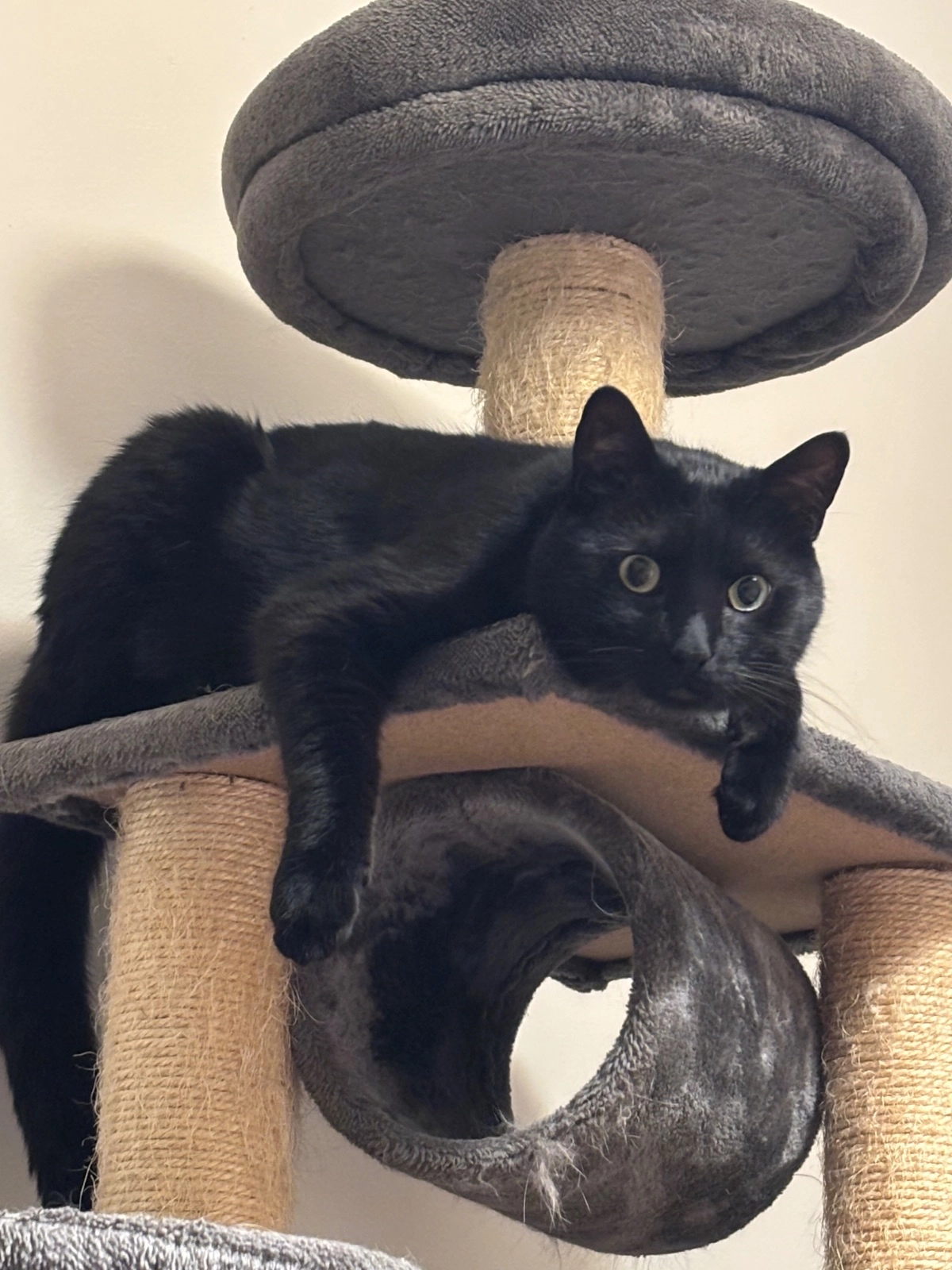 Swan - Rue Sinétis, Martigues