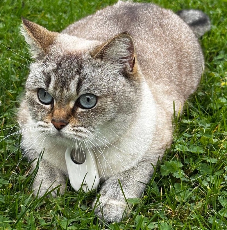 Bibi - Bimöhler Straße 38, Bad Bramstedt