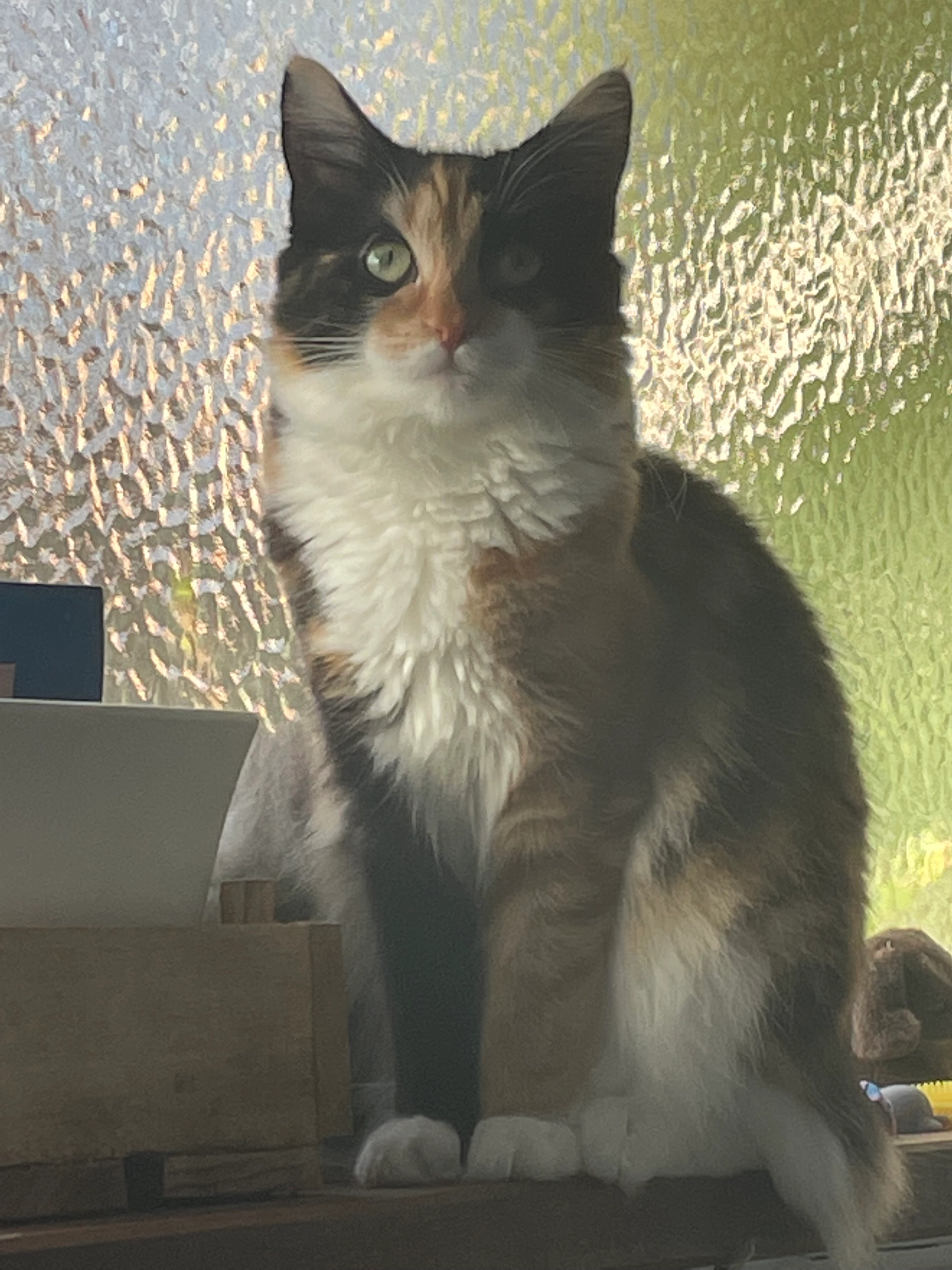 Willow - 97 Norwich Road, Fakenham