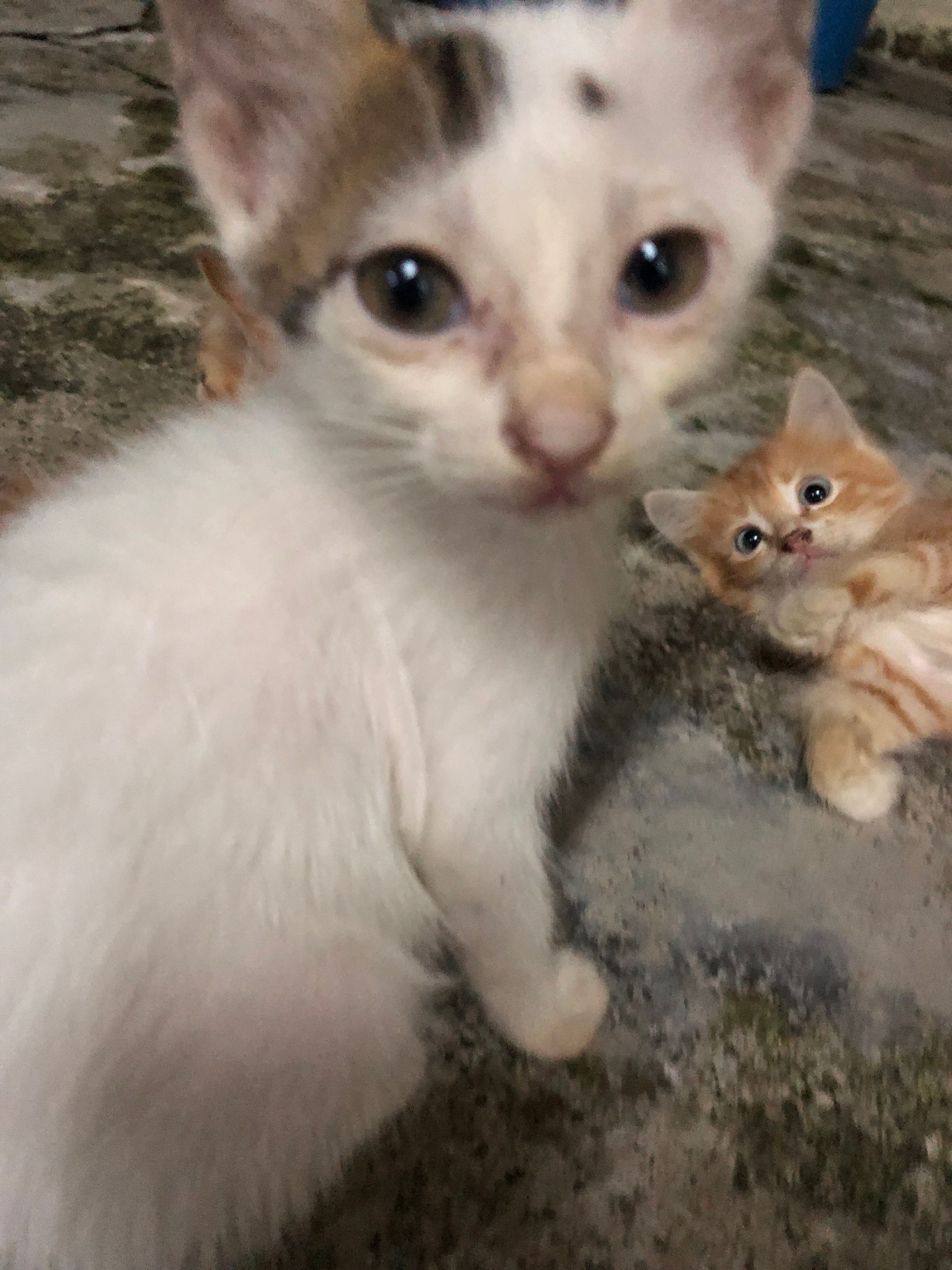 Glinda - Jalan Lampam, Bandar Kulim