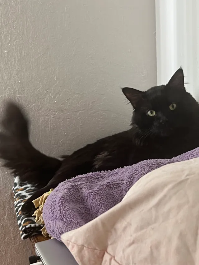 Bagheera - 304 Pine St, Reno