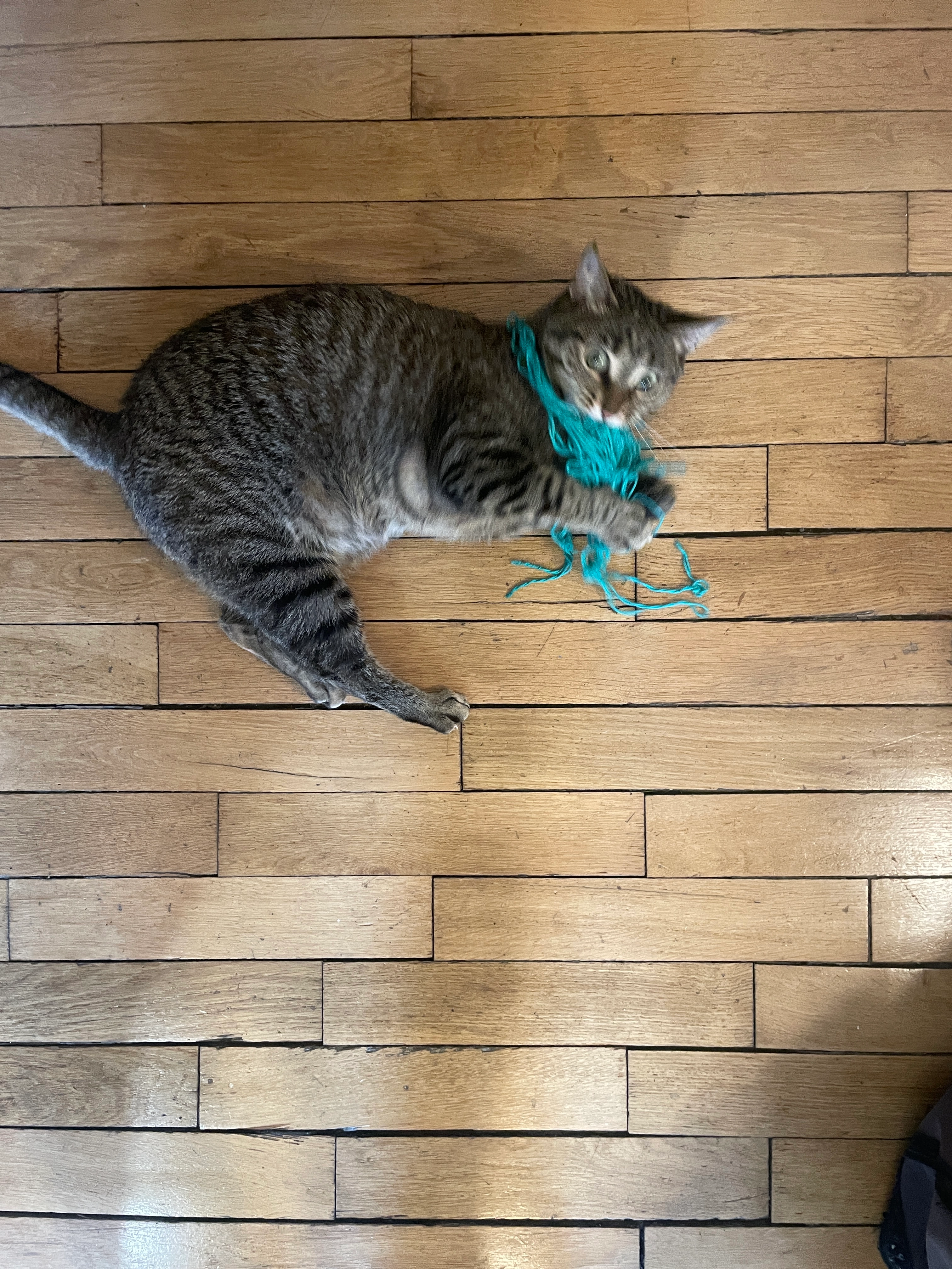 Joy  - 60 Rue de l'Ermitage, Tours